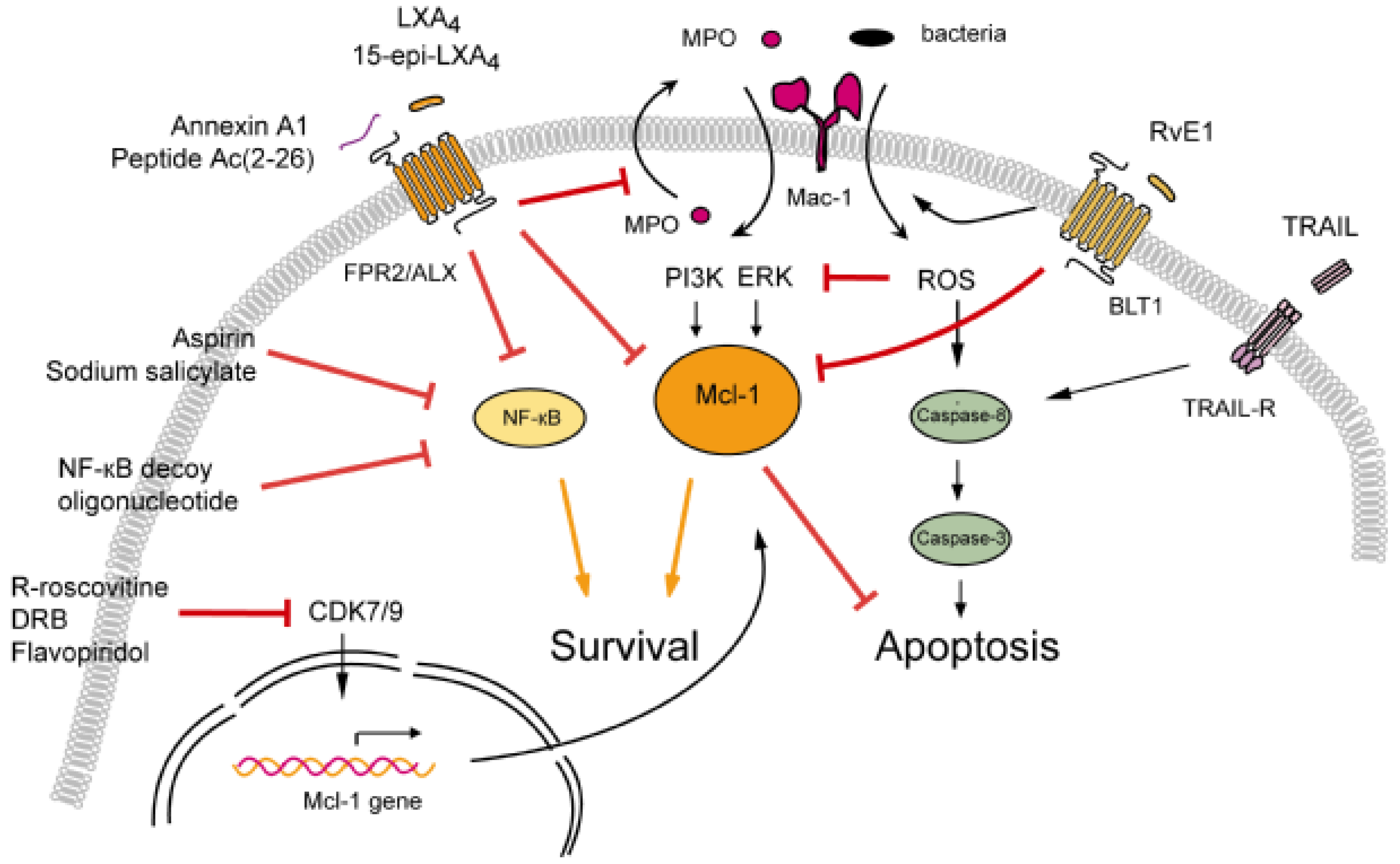 Cells | Free Full-Text | Targeting Neutrophil Apoptosis for Enhancing