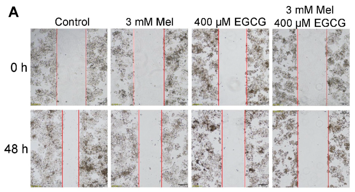 Cells 08 00745 g007a Cells 08 00745 g007a