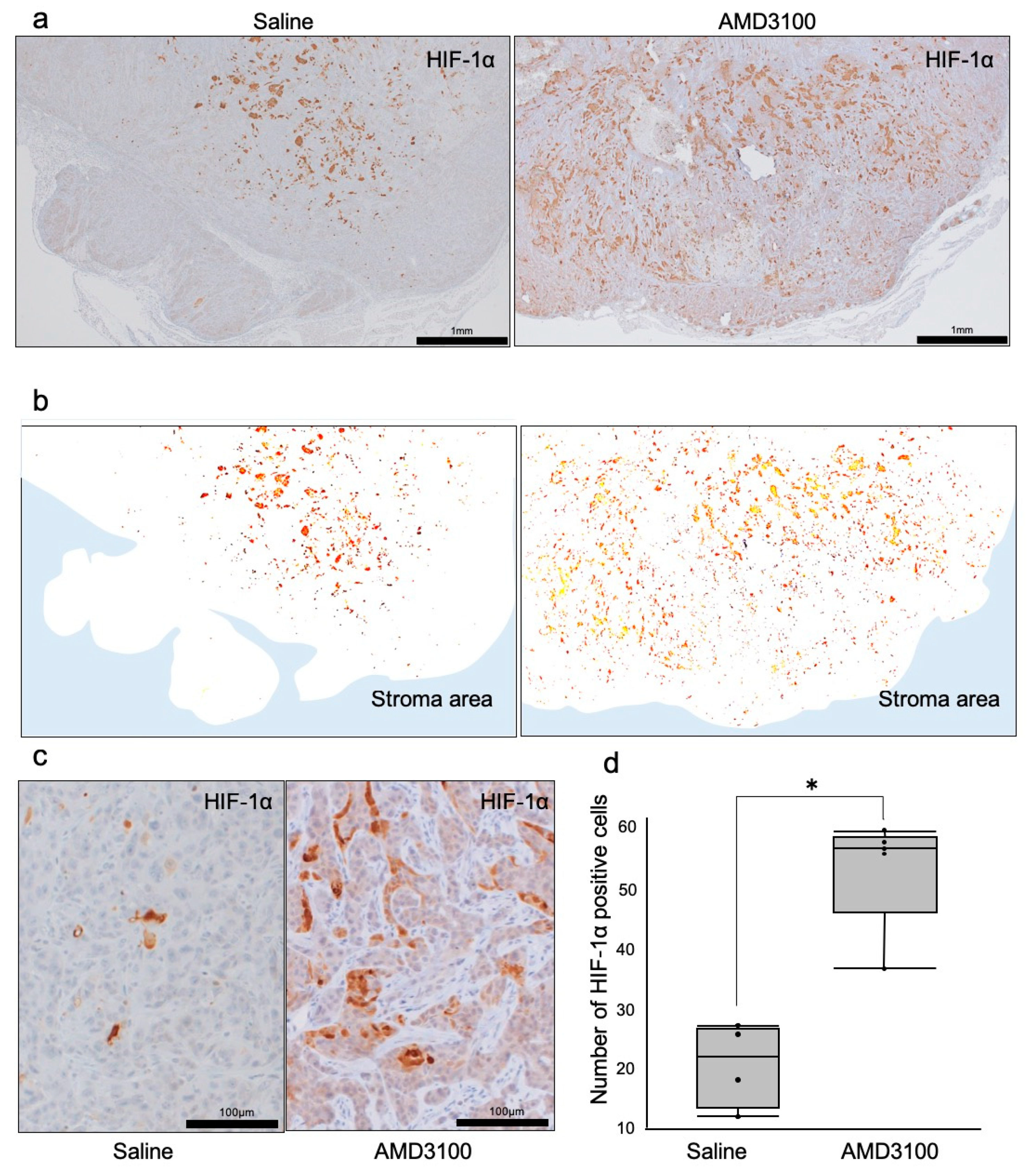Cells 08 00761 g005 Cells 08 00761 g005