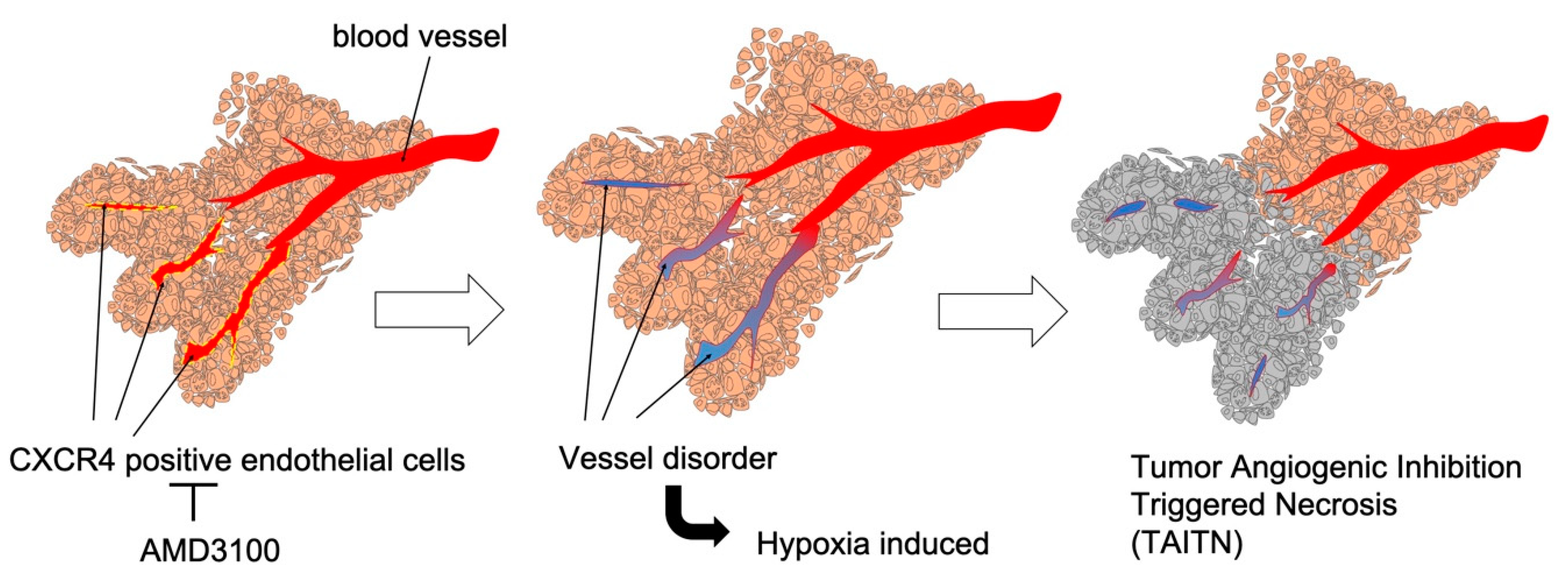 Cells 08 00761 g007 Cells 08 00761 g007