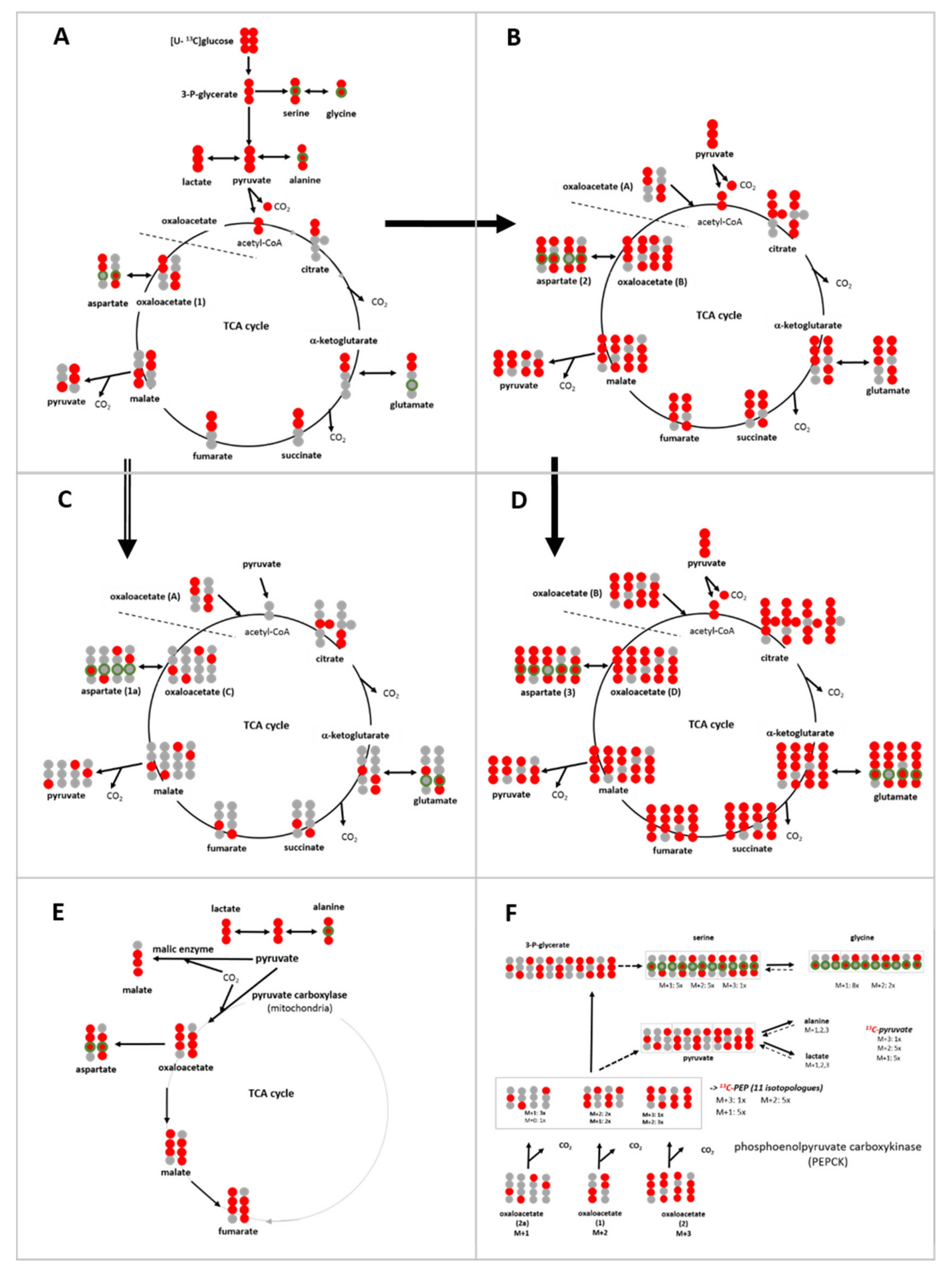 Cells 08 01113 g006 Cells 08 01113 g006