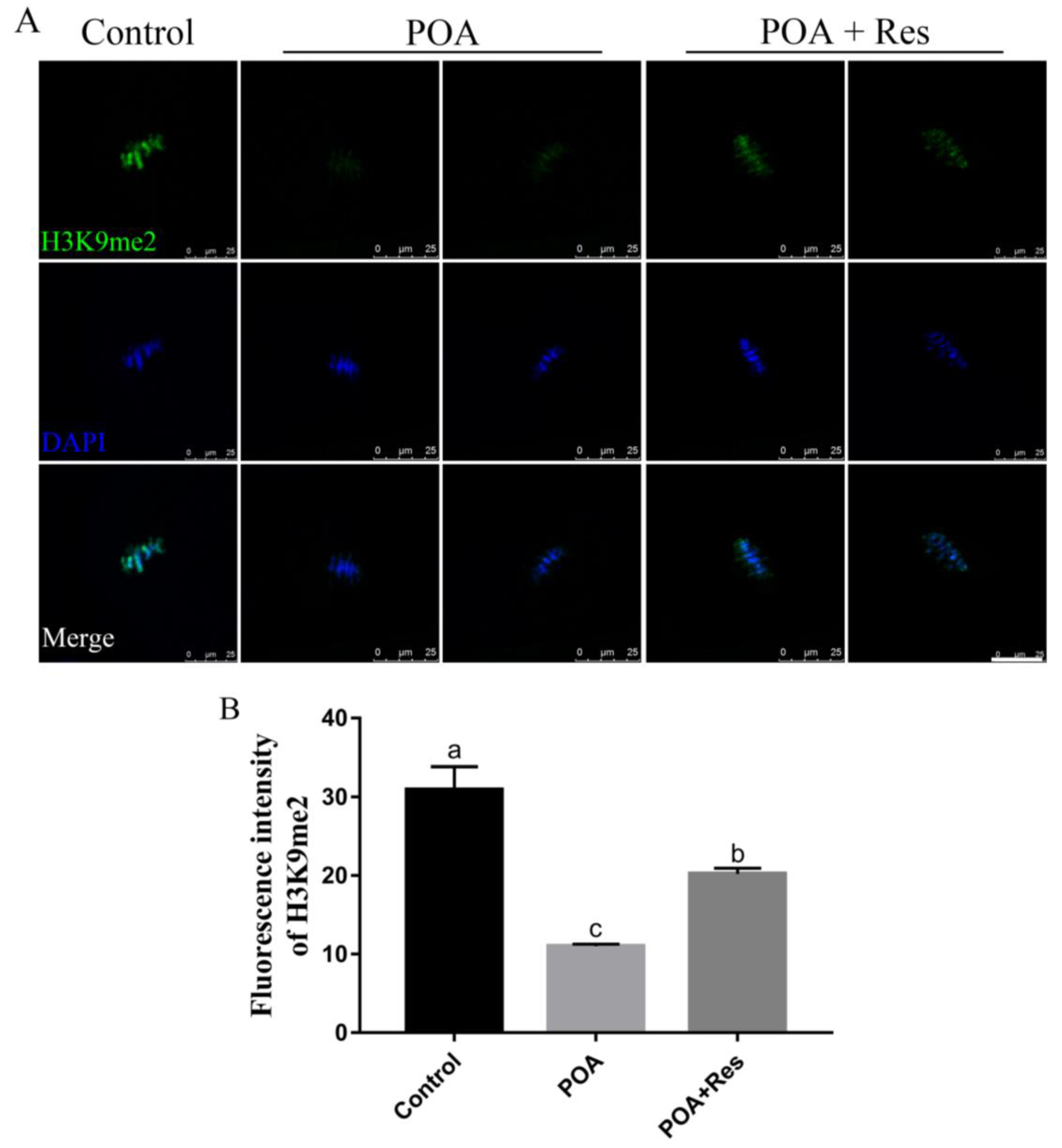 Cells 08 01132 g008 Cells 08 01132 g008