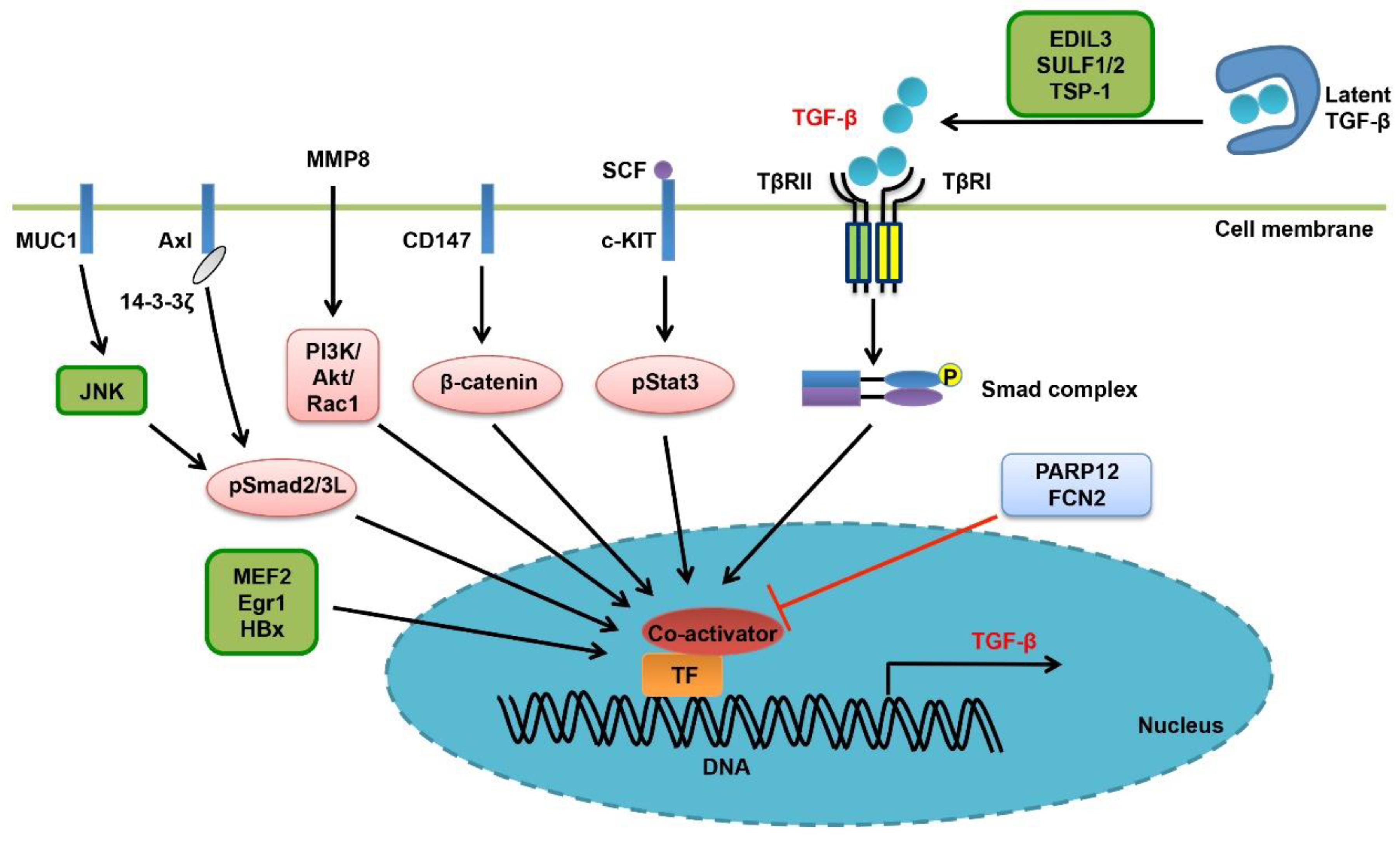 Cells Free Full Text Contextual Regulation Of Tgf Signaling In