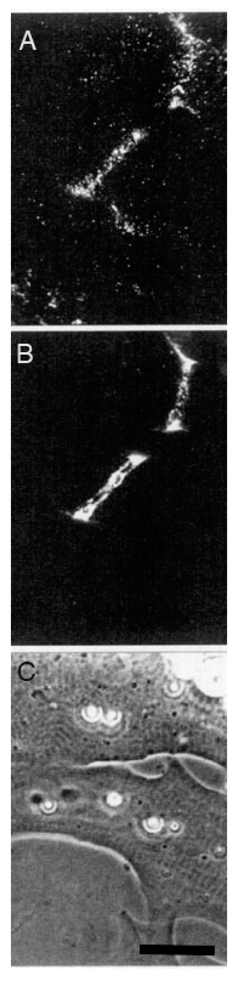 Cells 08 01448 g005 Cells 08 01448 g005