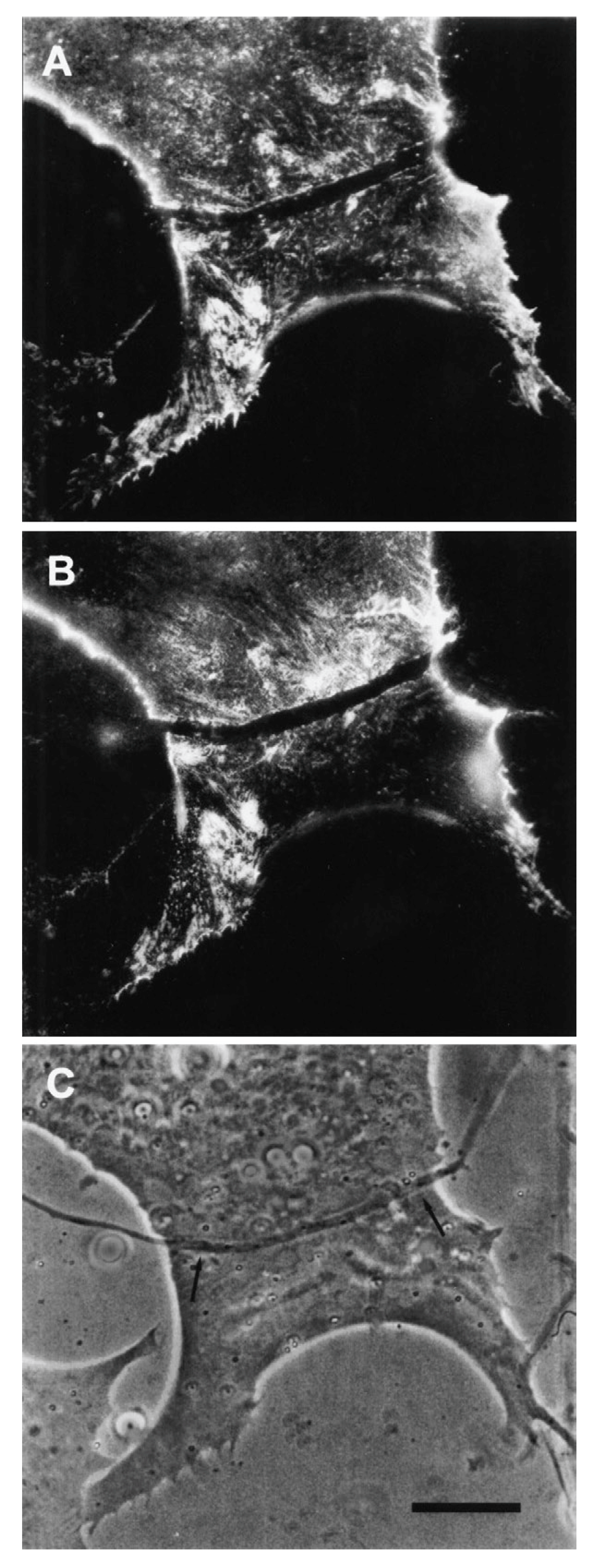 Cells 08 01448 g006 Cells 08 01448 g006