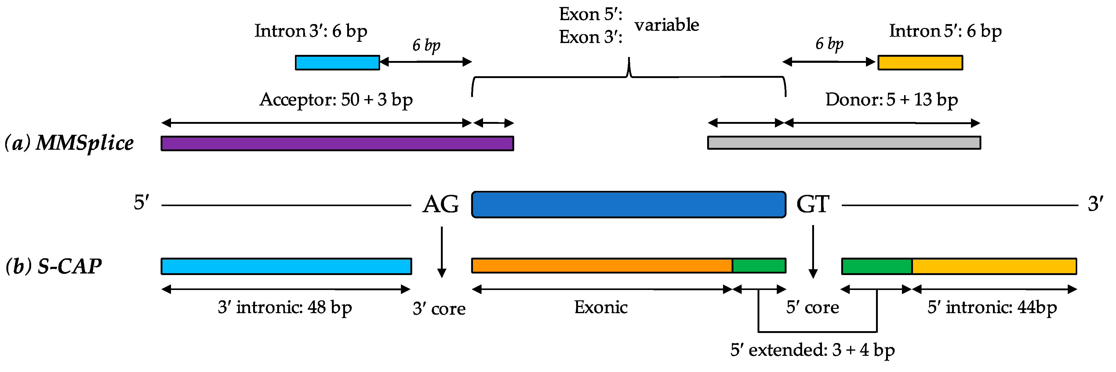 Cells 08 01513 g004 Cells 08 01513 g004