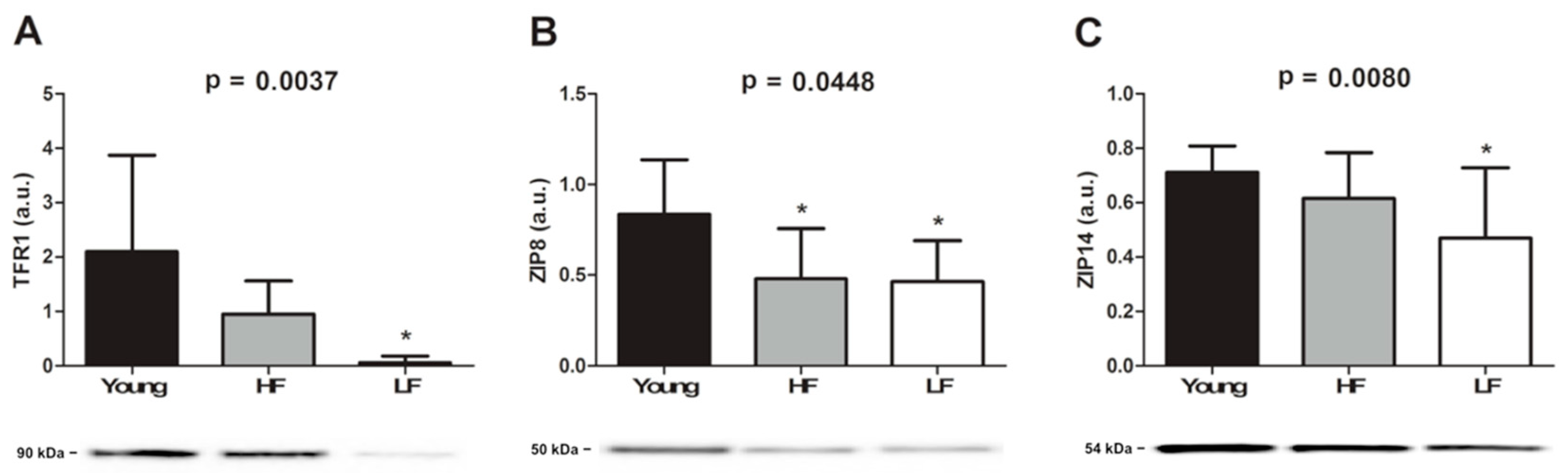 Cells 08 01525 g002 Cells 08 01525 g002