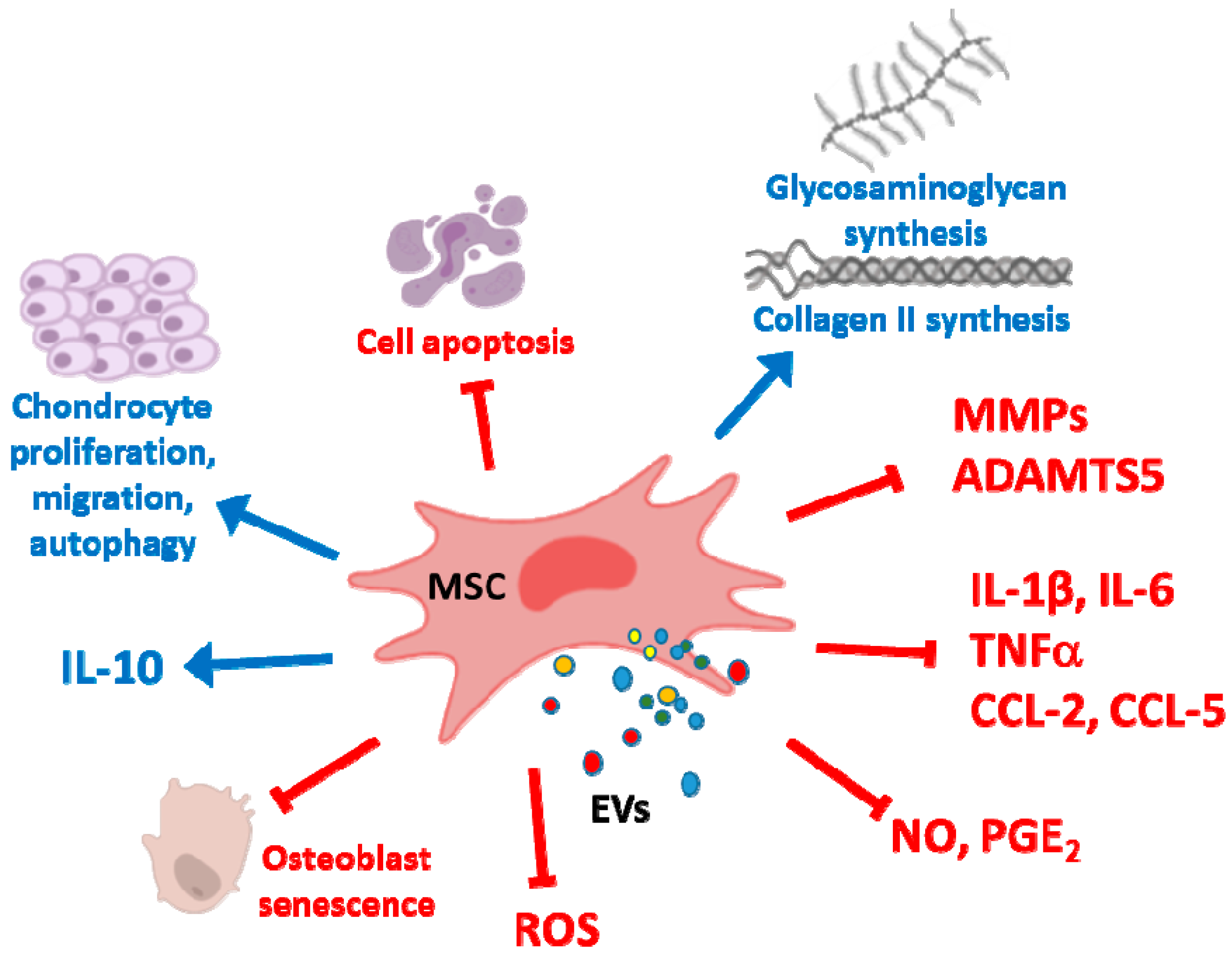 Cells Free Full Text Extracellular Vesicles In Nafldald From Pathobiology To Therapy ZOHAL