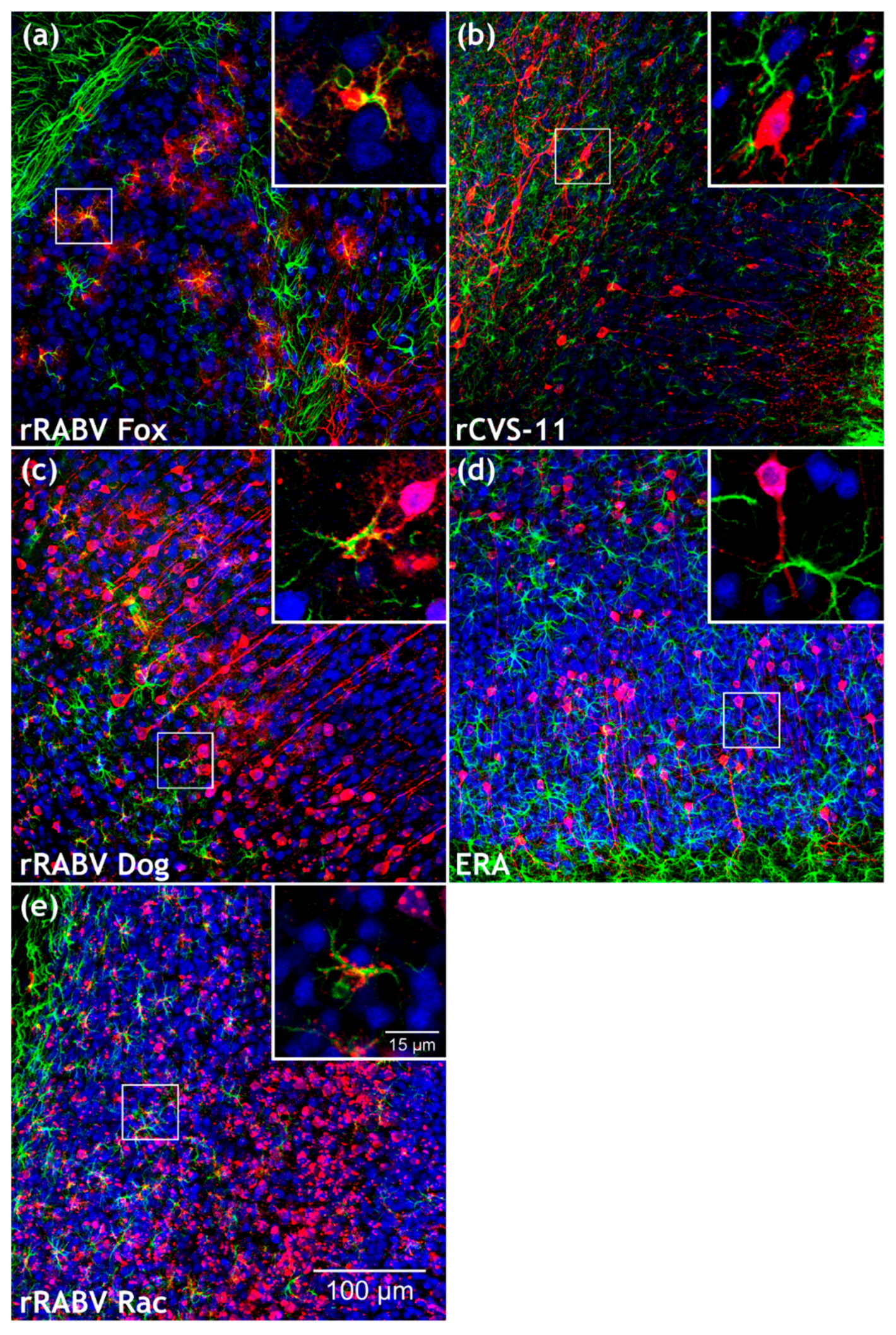 Cells 09 00412 g004 Cells 09 00412 g004