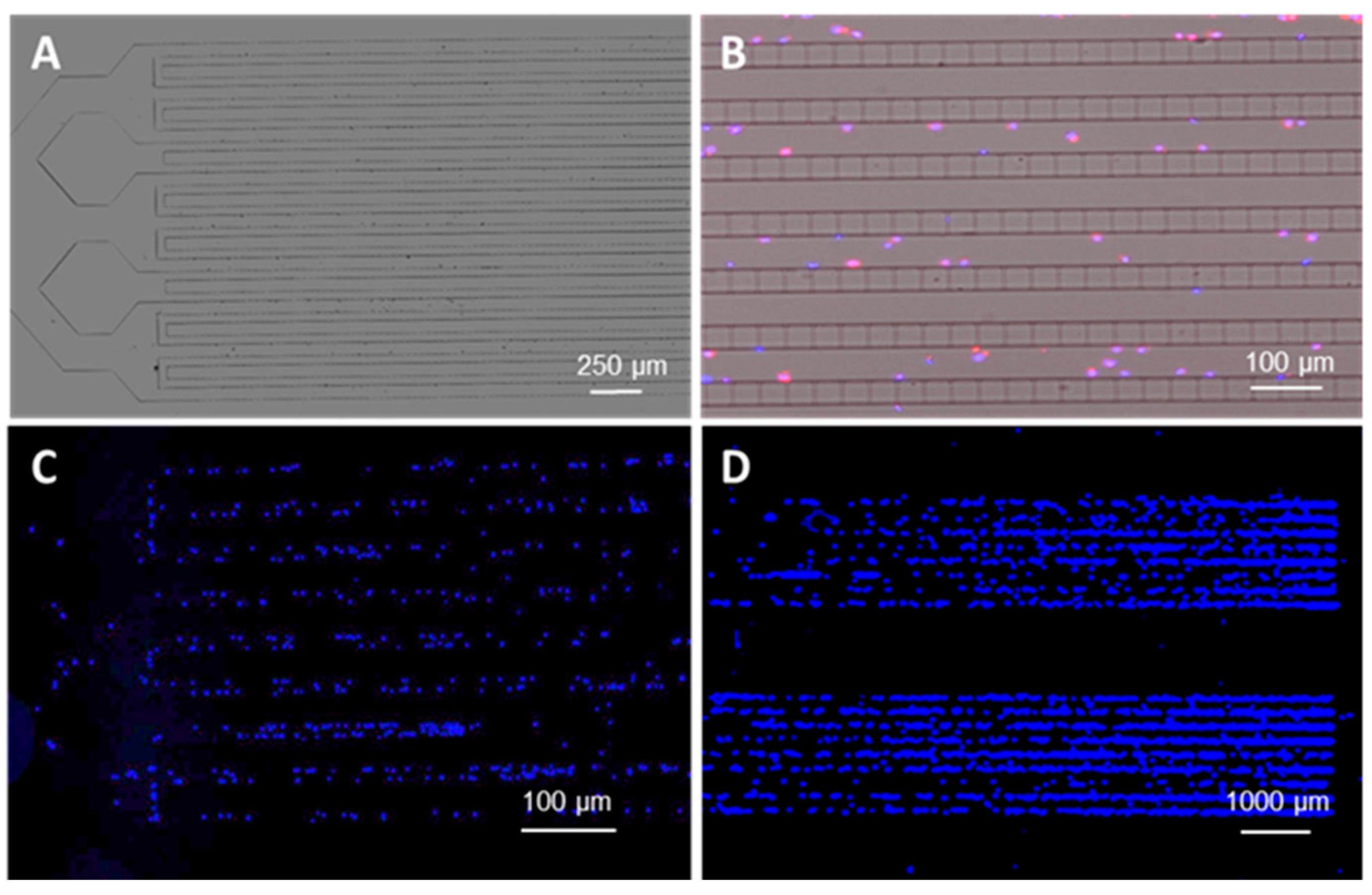 Cells 09 00519 g004 Cells 09 00519 g004