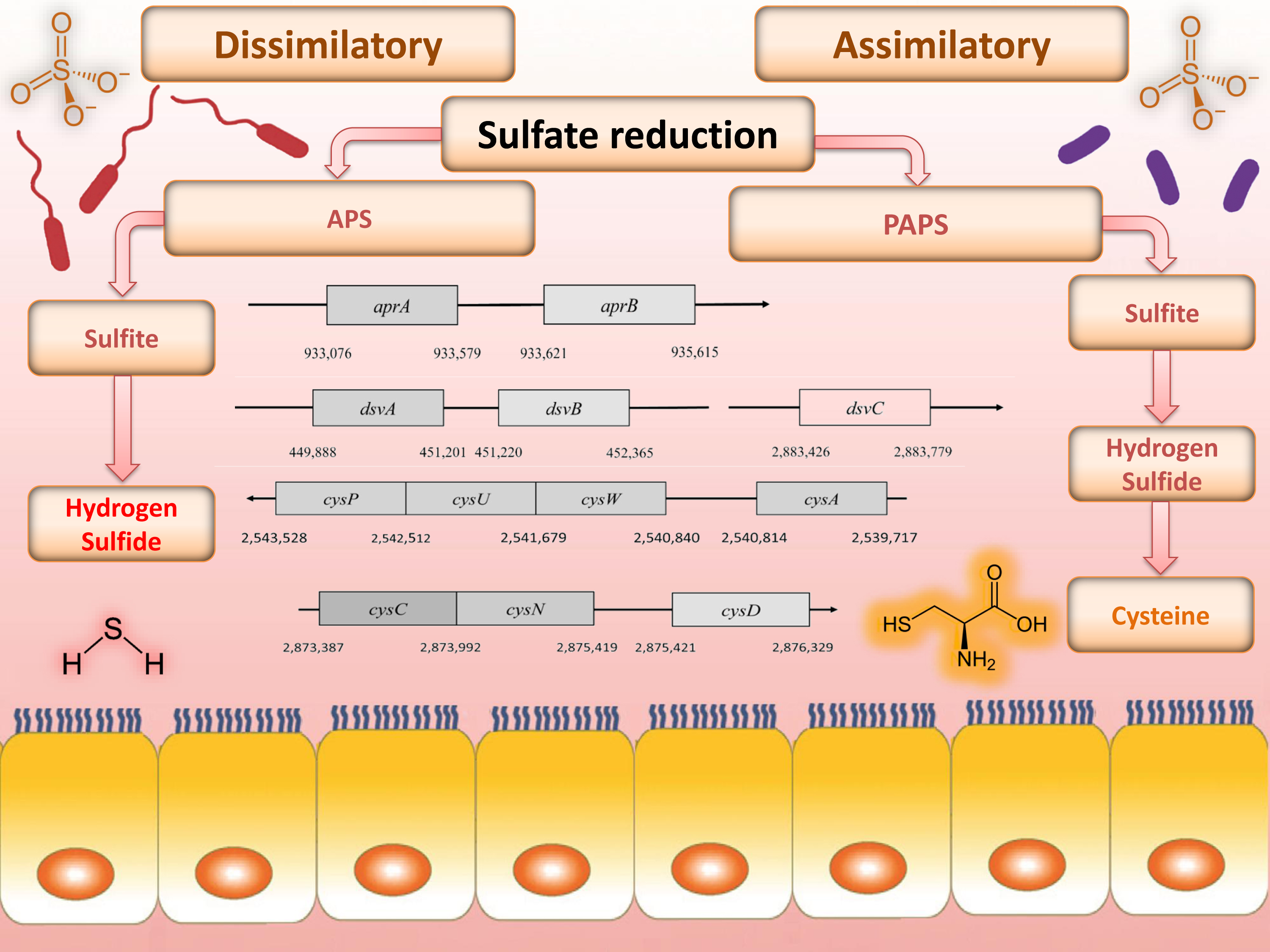 Cells Free Full Text Recent Advances In Metabolic Pathways Of