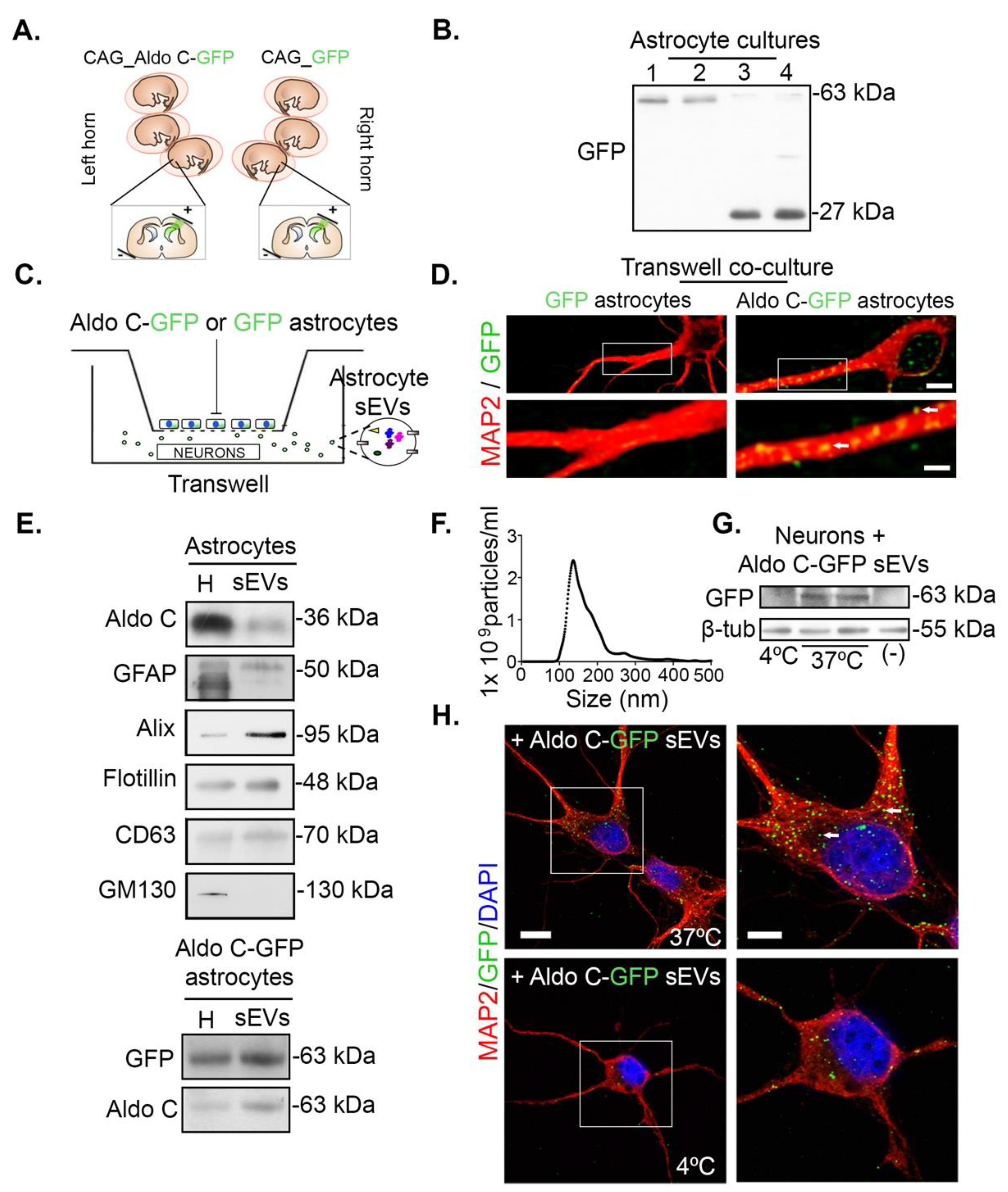 Cells 09 00930 g001 Cells 09 00930 g001