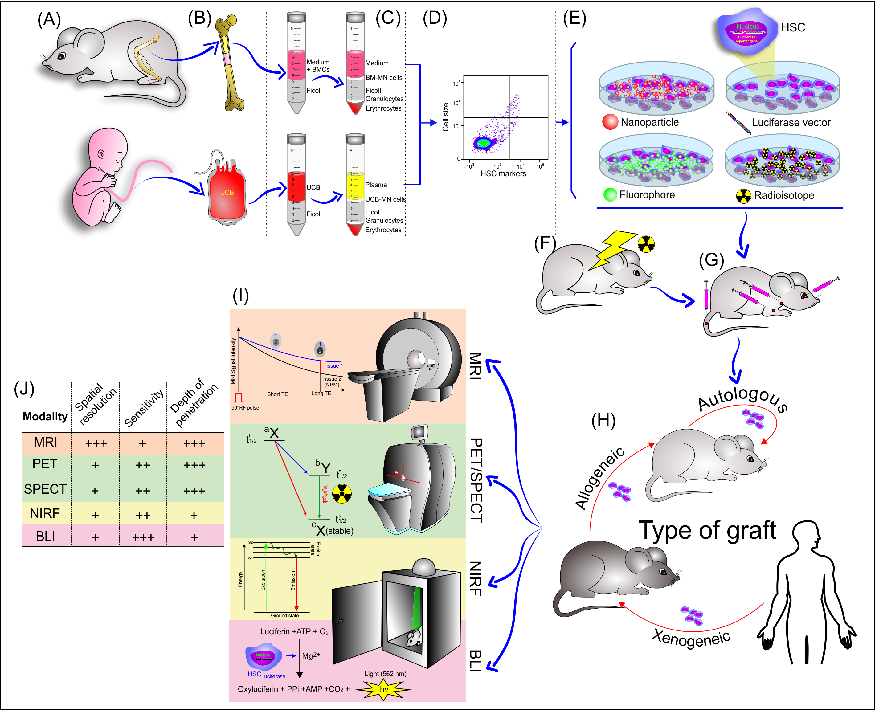 Cells Free Full Text Noninvasive Tracking Of Hematopoietic Stem