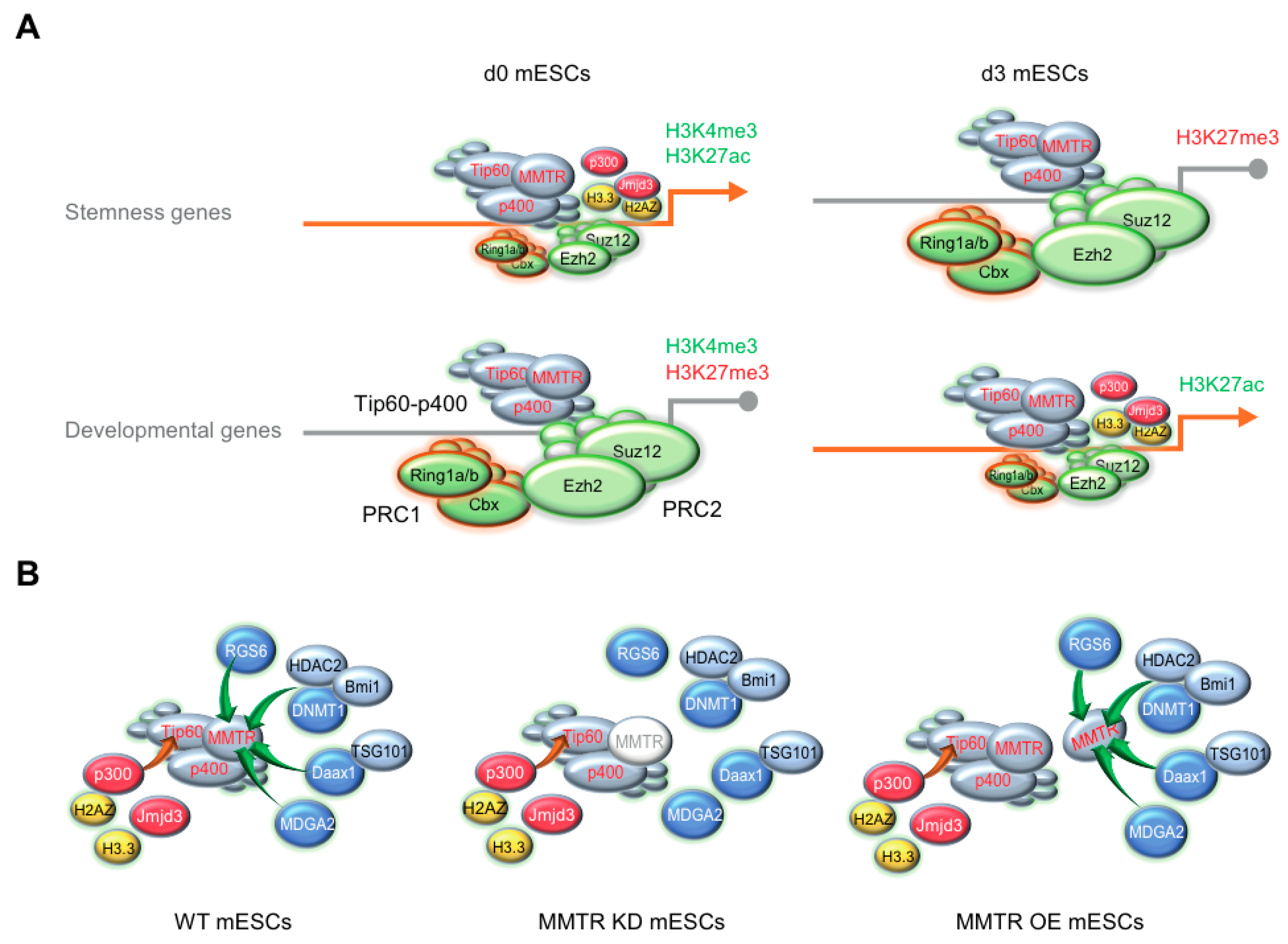 Cells 09 01190 g007 Cells 09 01190 g007