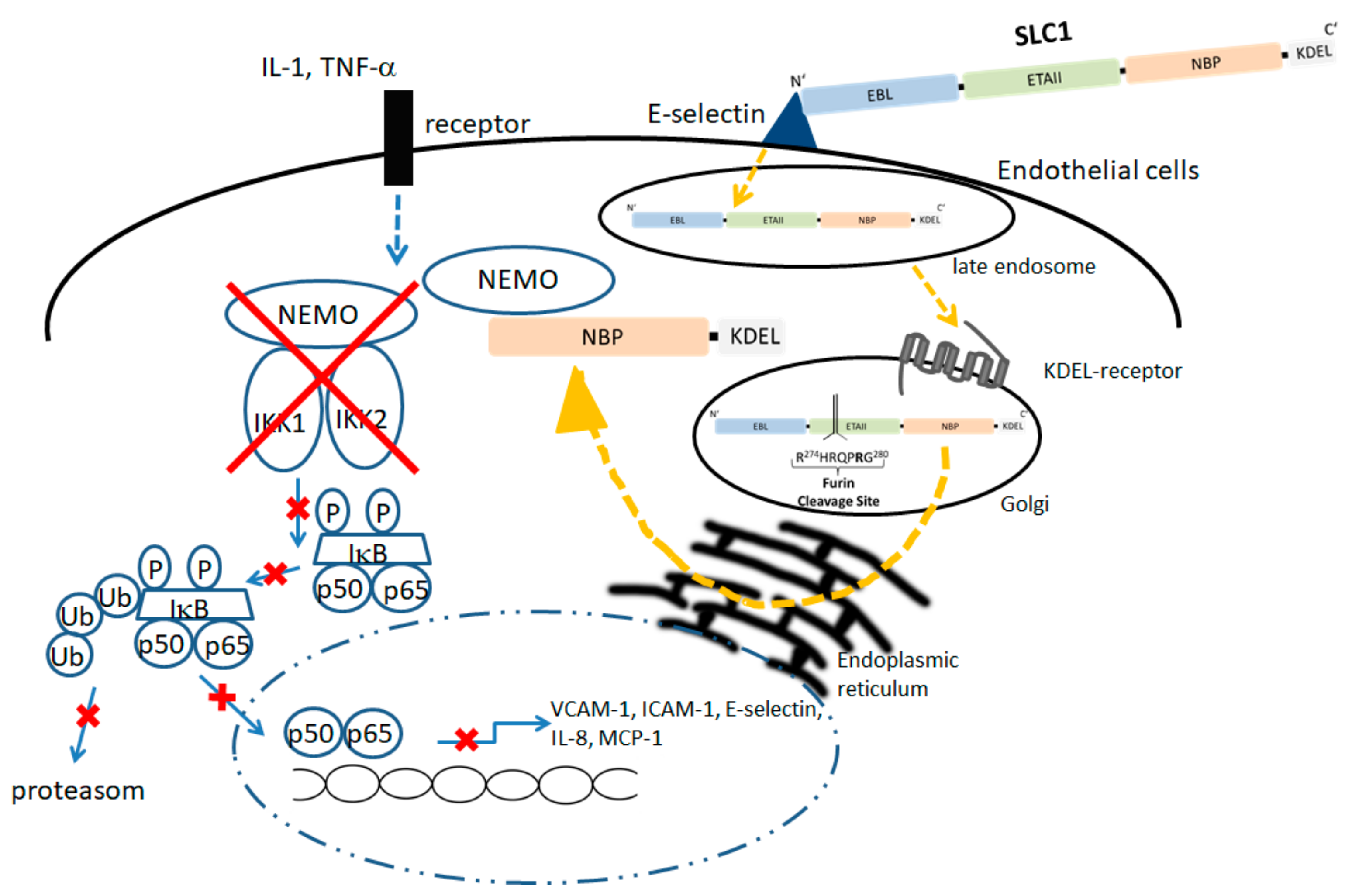 Cells Free Full Text Cell Type Targeted Nf Kappab Inhibition For