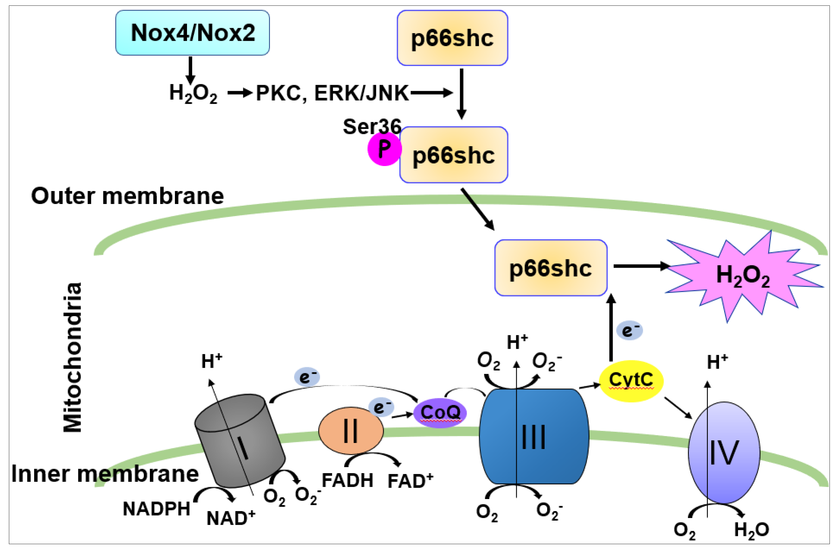 Cells Free Full Text Cross Talk Between Nadph Oxidase And