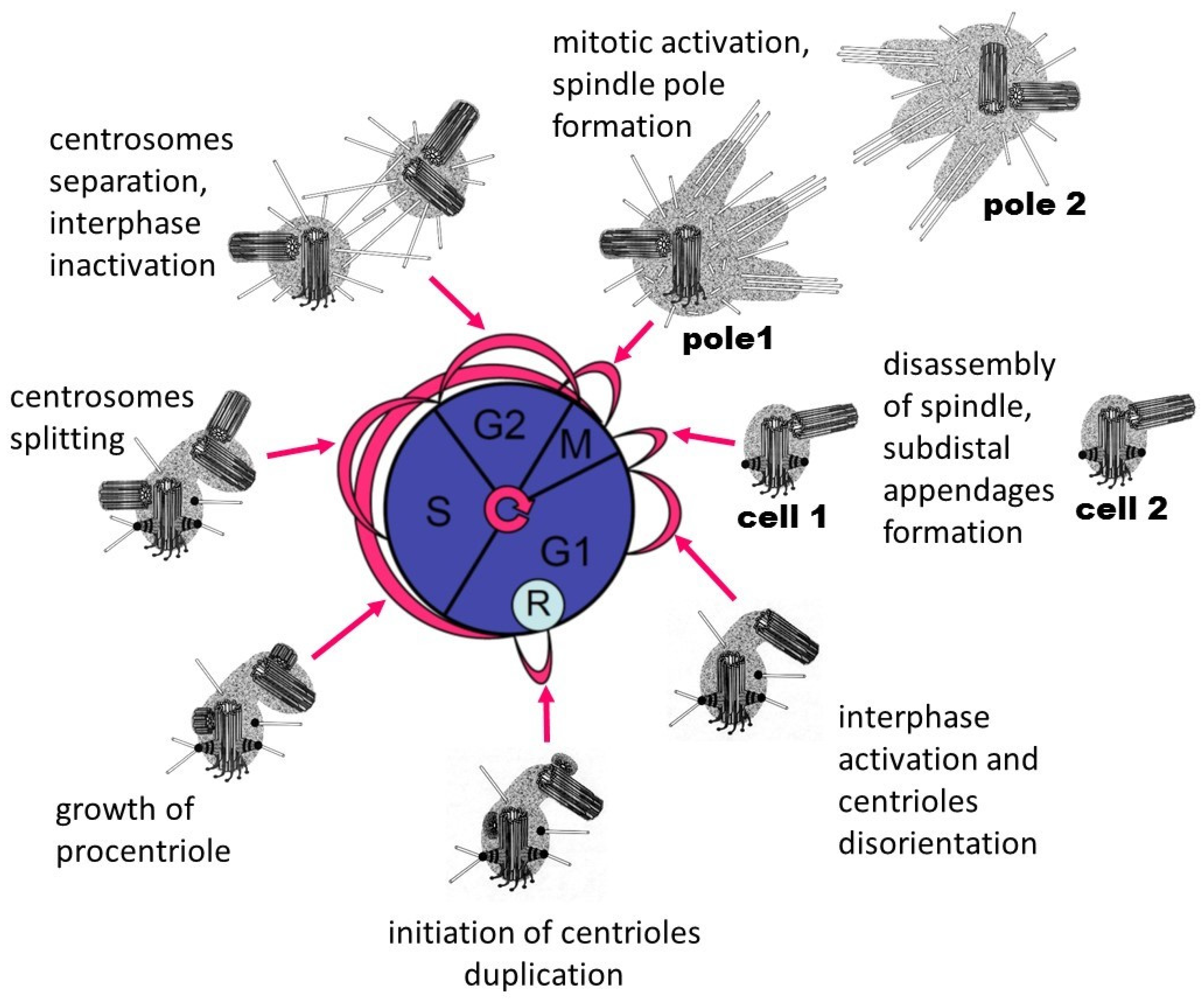 Cells Free Full Text Principal Postulates Of Centrosomal Biology