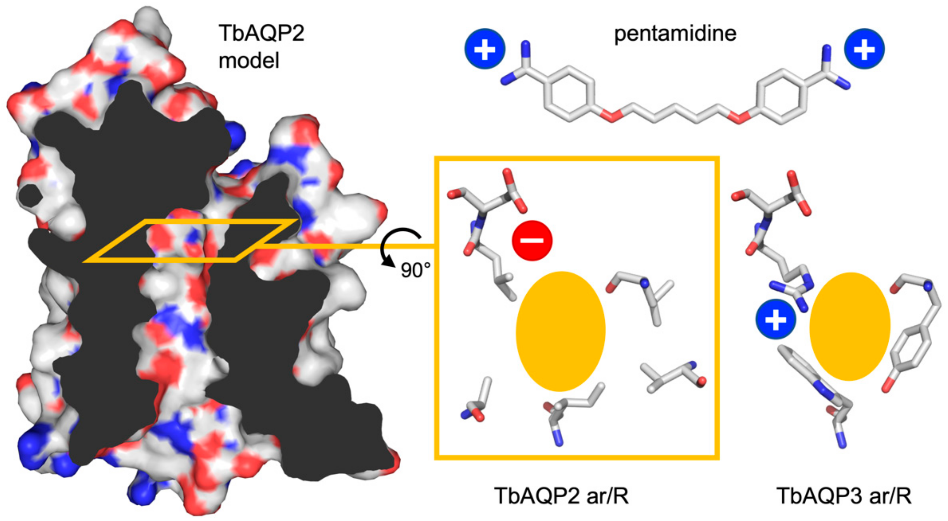 Cells 09 02335 g001 Cells 09 02335 g001