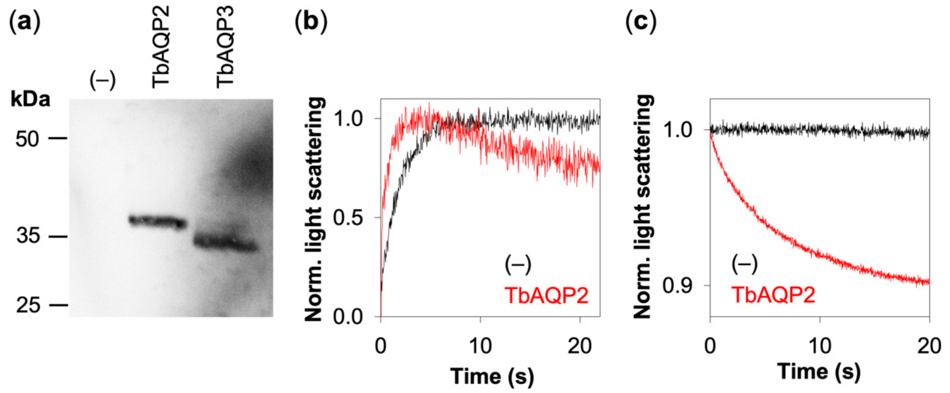 Cells 09 02335 g002 Cells 09 02335 g002