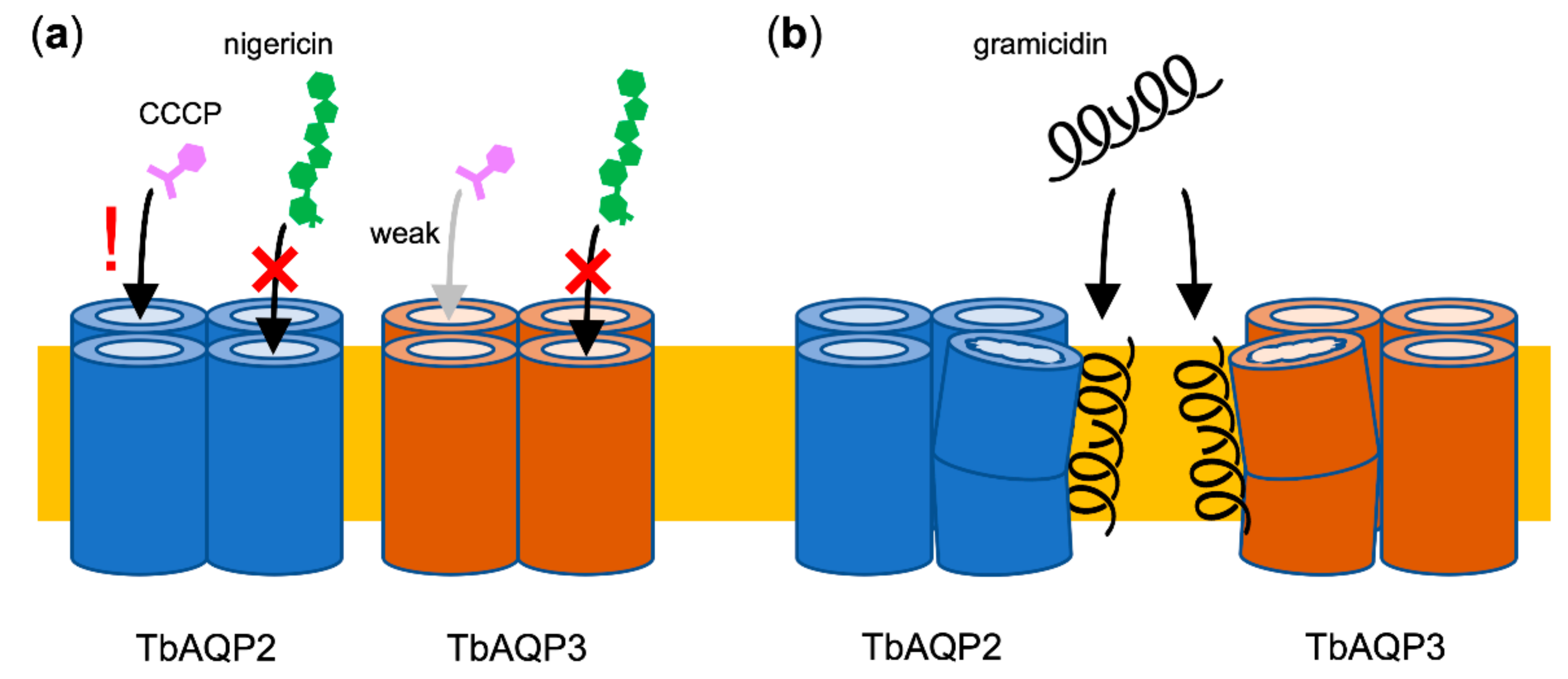 Cells 09 02335 g006 Cells 09 02335 g006