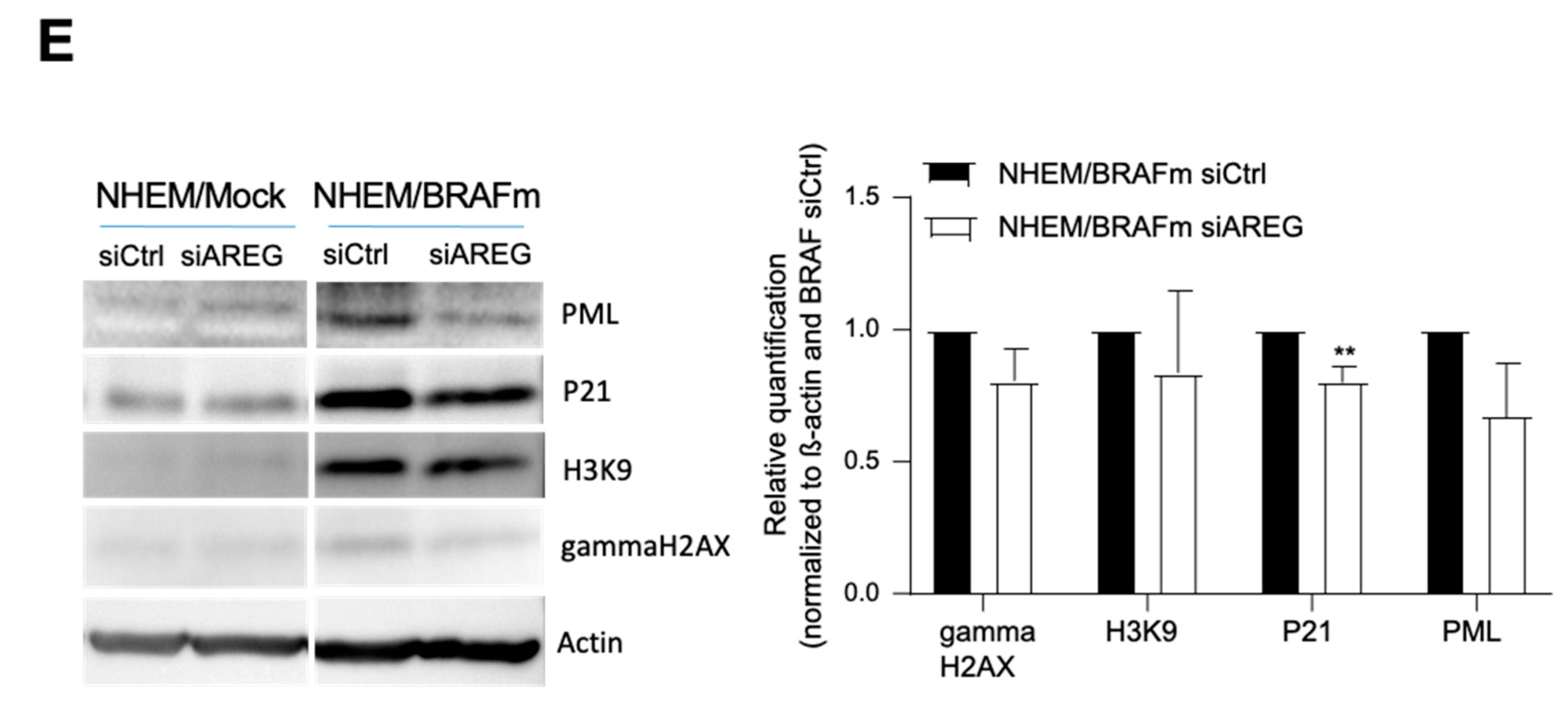 Cells 10 00326 g002b