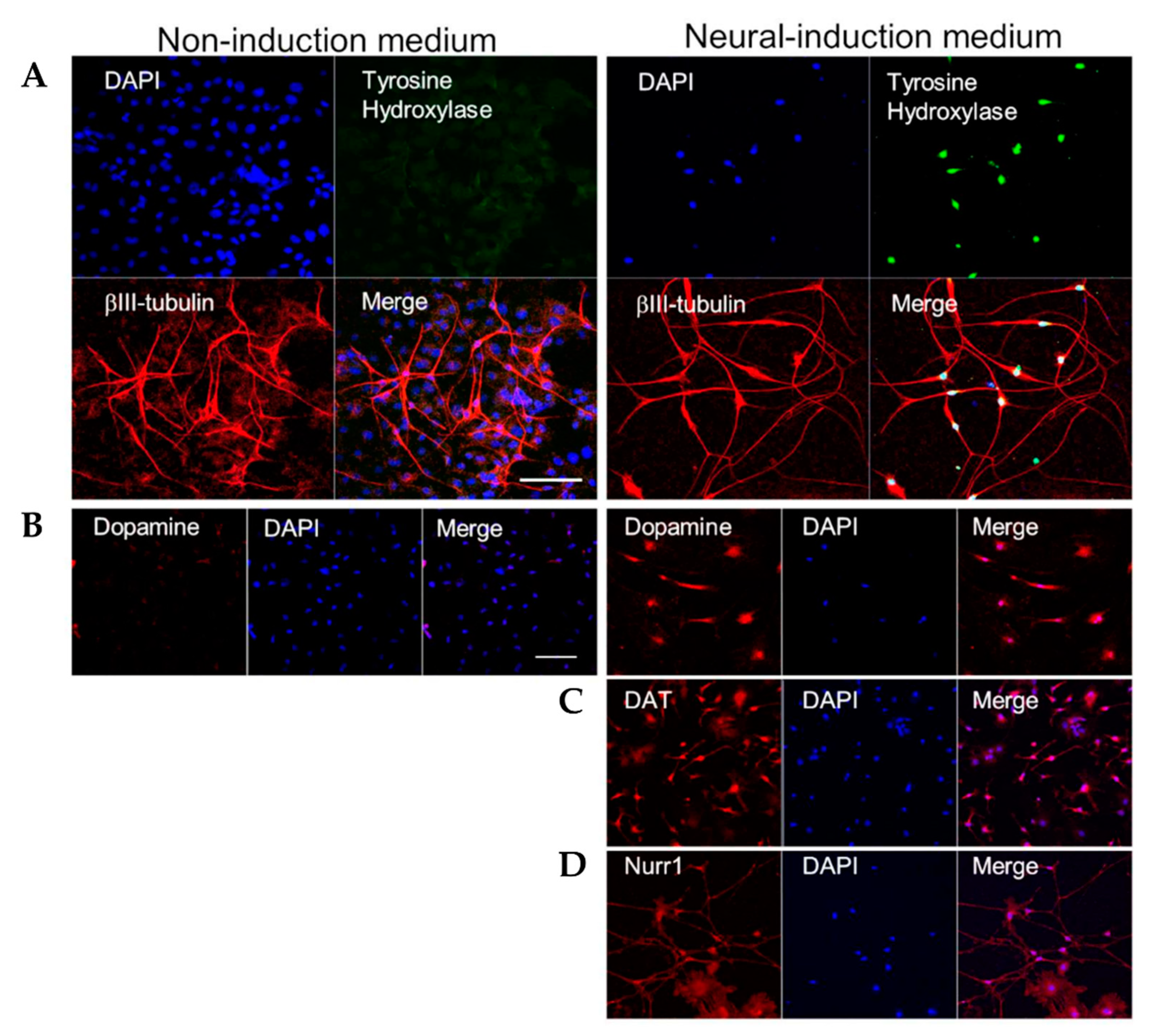 Cells 10 00864 g002 Cells 10 00864 g002