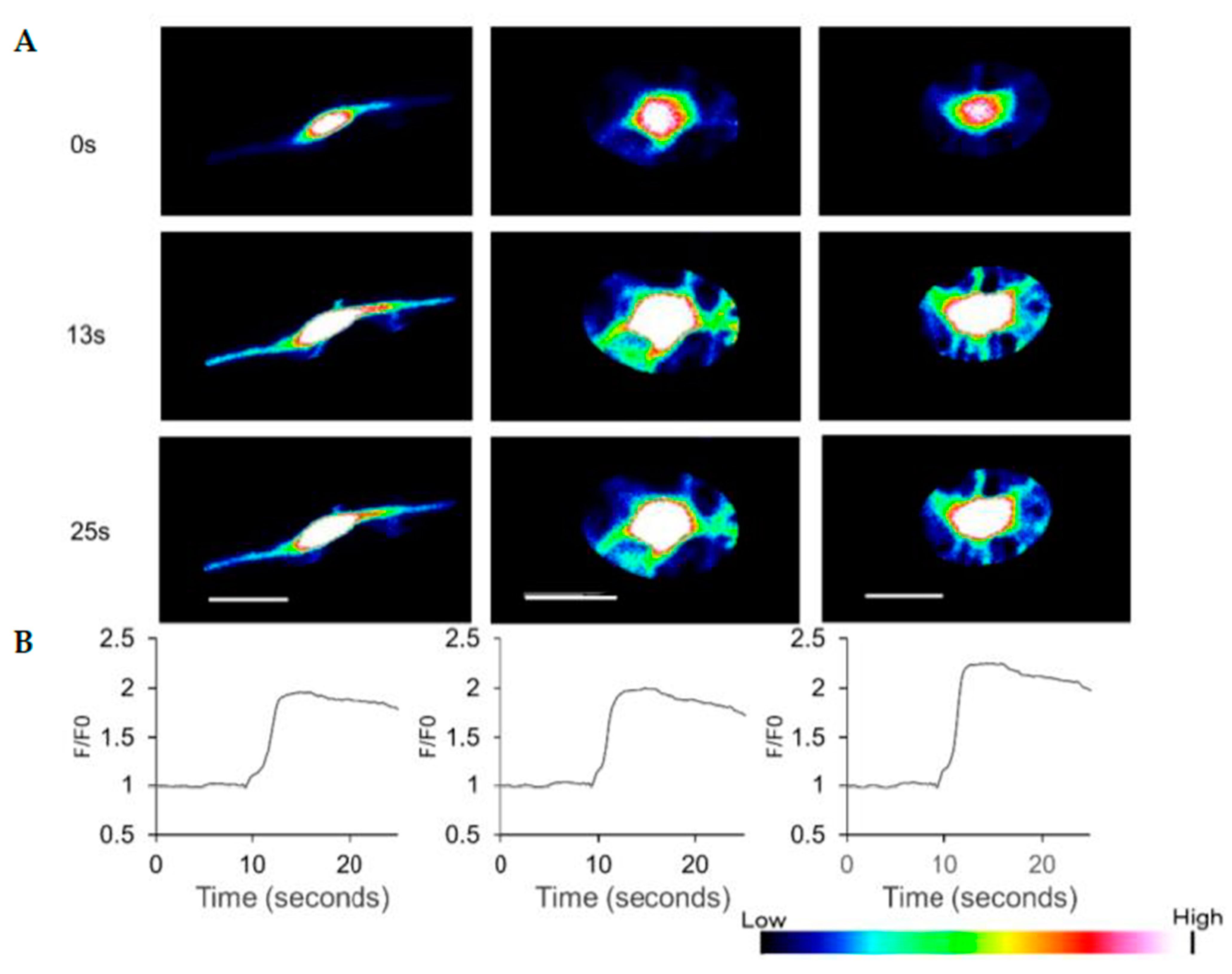 Cells 10 00864 g004 Cells 10 00864 g004