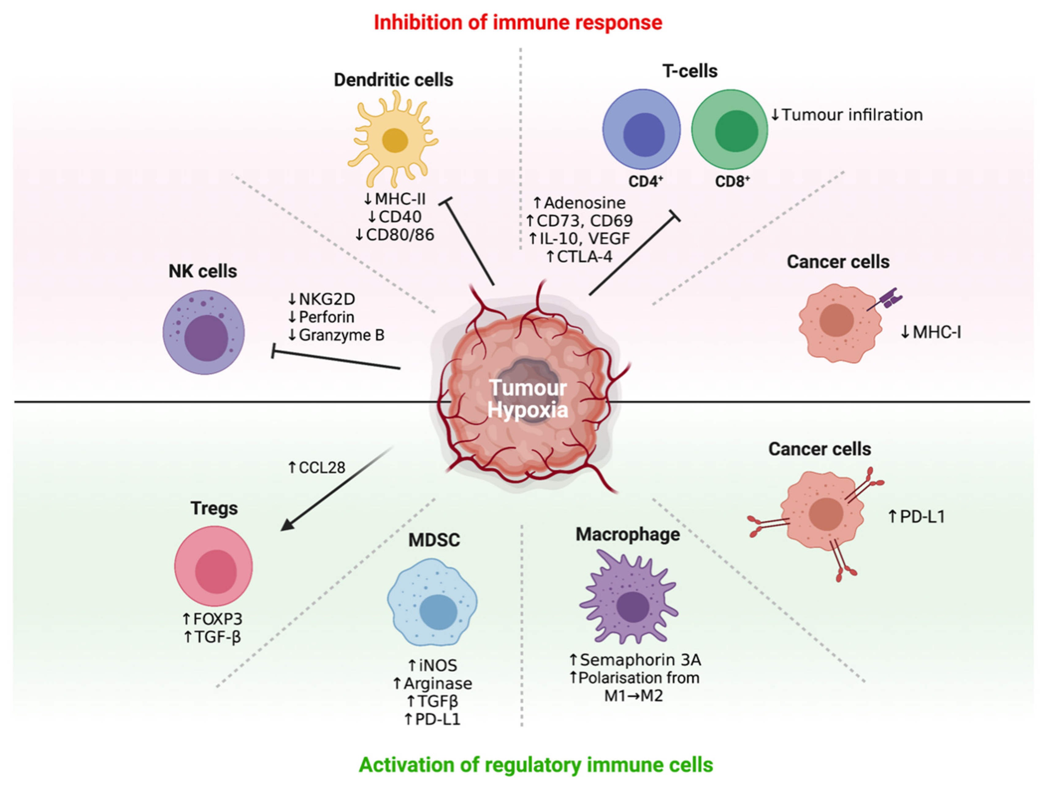 Cells Free Full Text Tumour Hypoxia Mediated Immunosuppression