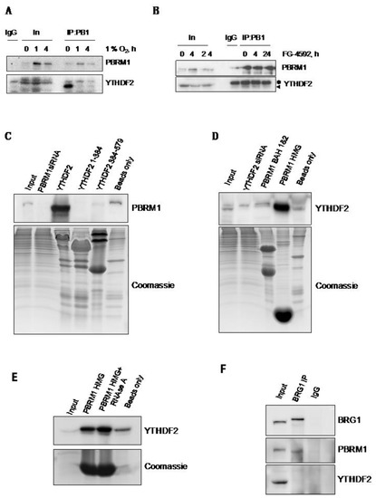 Cells Free Full Text Pbrm Cooperates With Ythdf To Control Hif