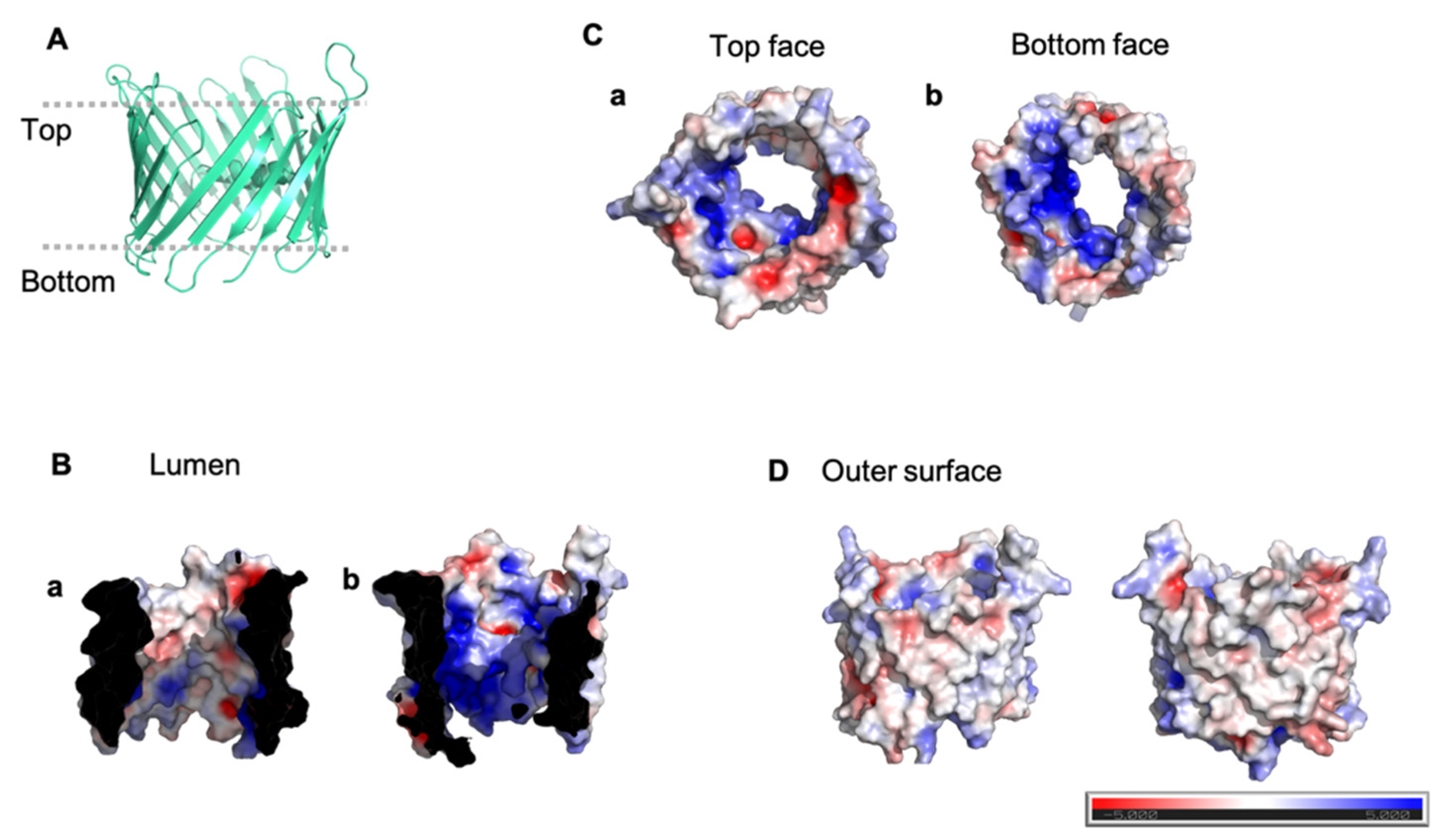 Cells Free Full Text The Role Of Voltage Dependent Anion Channel In