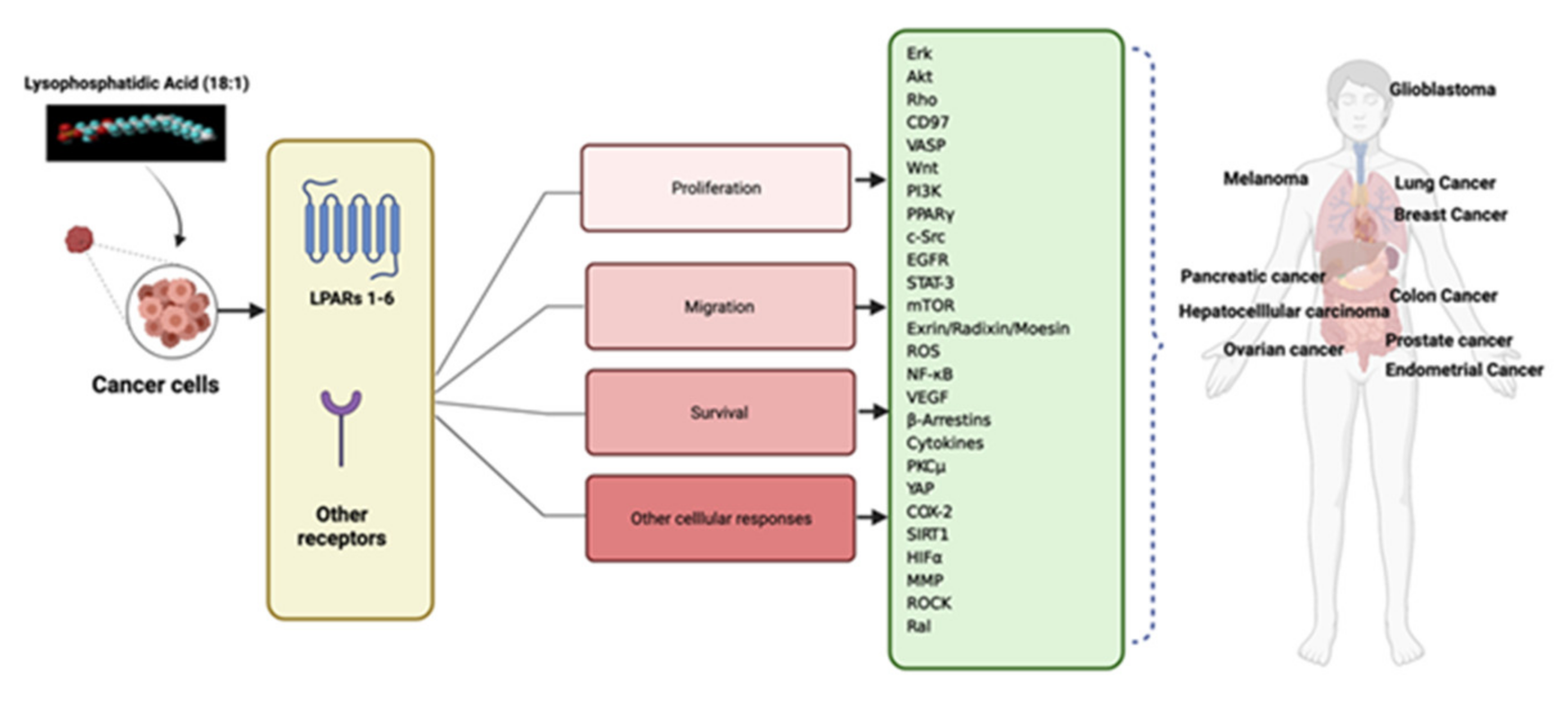 Cells Free Full Text Lysophosphatidic Acid Signaling In Cancer