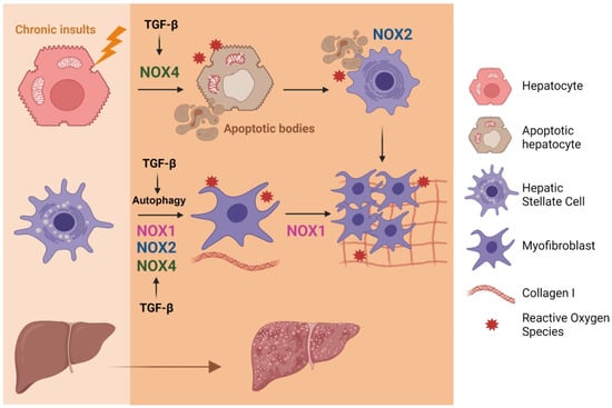 Cells Free Full Text The Tgf Nadph Oxidases Axis In The