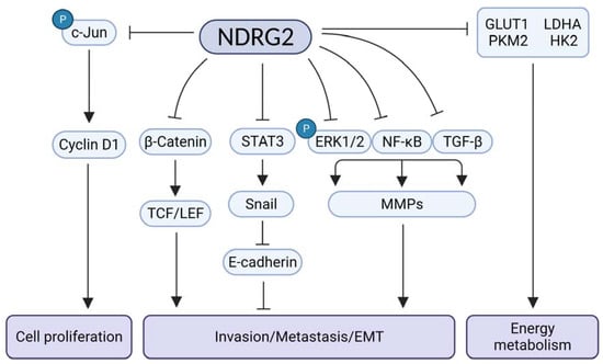 Cells Free Full Text N Myc Downstream Regulated Gene 2 NDRG2