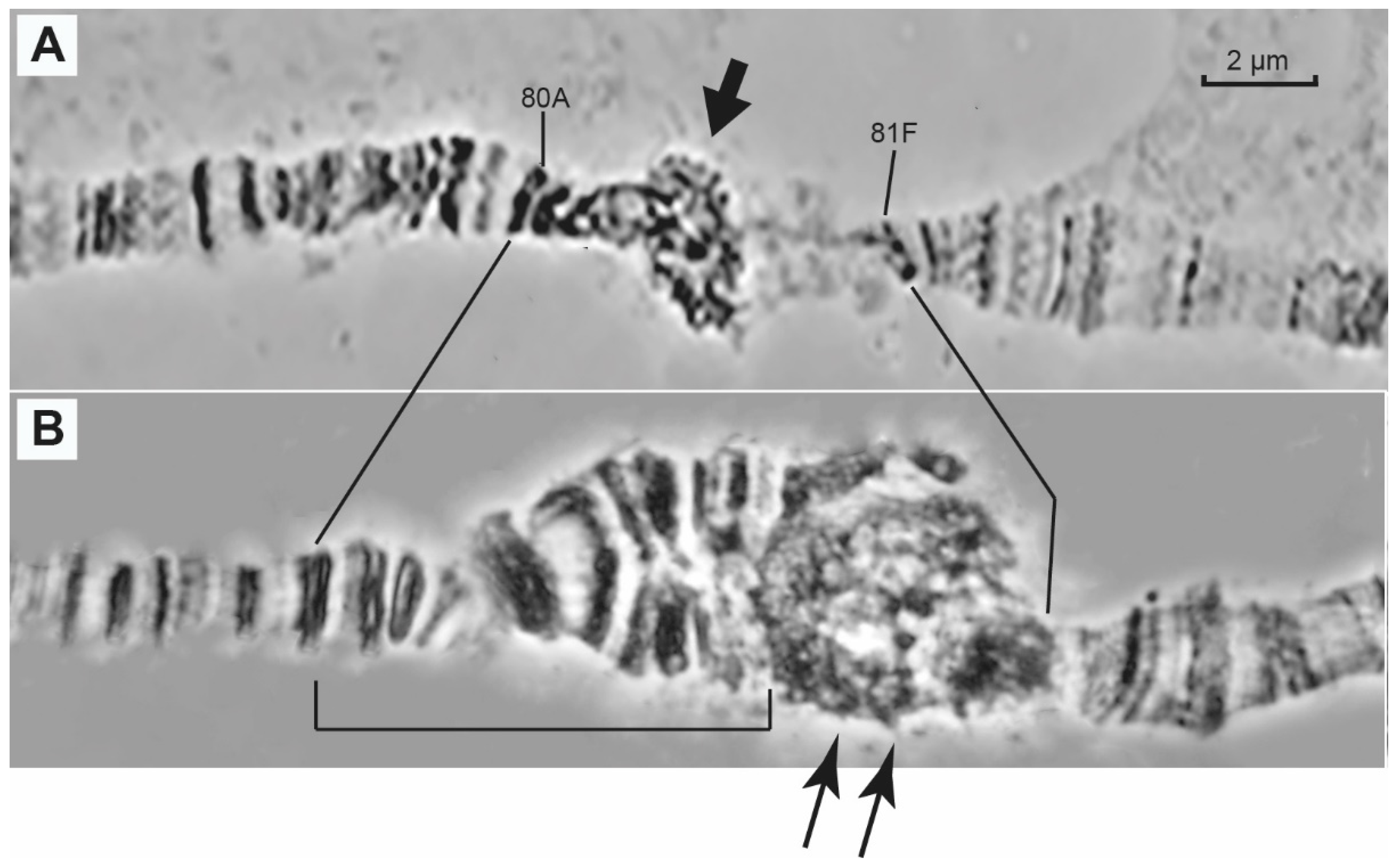 Cells Free Full Text The Organization Of Pericentromeric