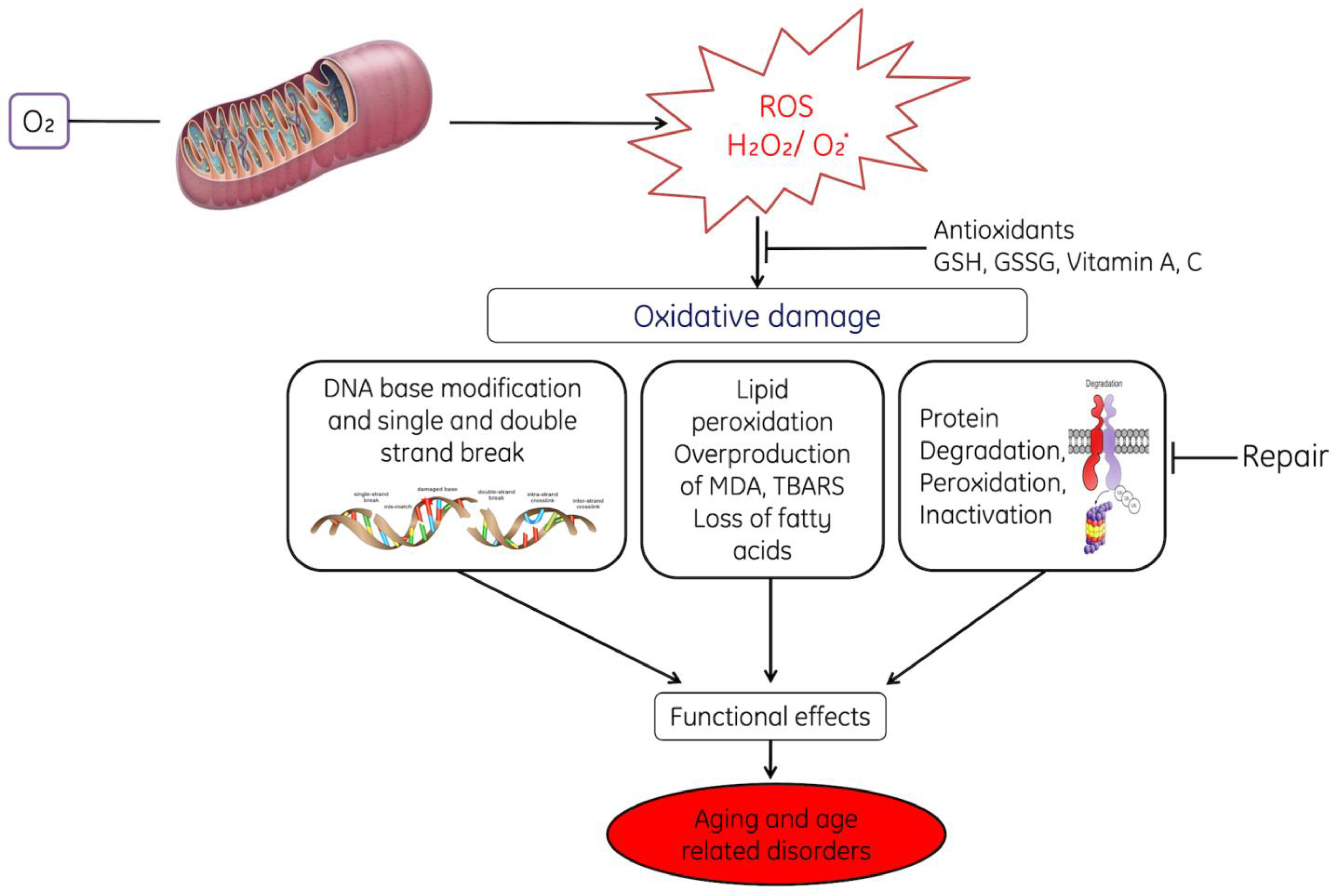 Cells Free Full Text Oxidative Stress In Human Pathology And Aging