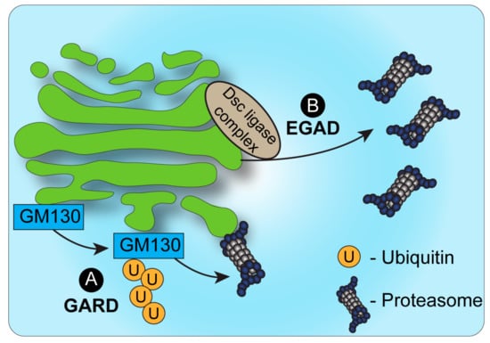 Cells Free Full Text Maintaining Golgi Homeostasis A Balancing Act