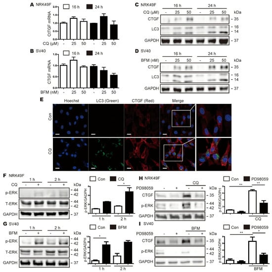 Cells Free Full Text Increased Levels Of Phosphorylated Erk Induce