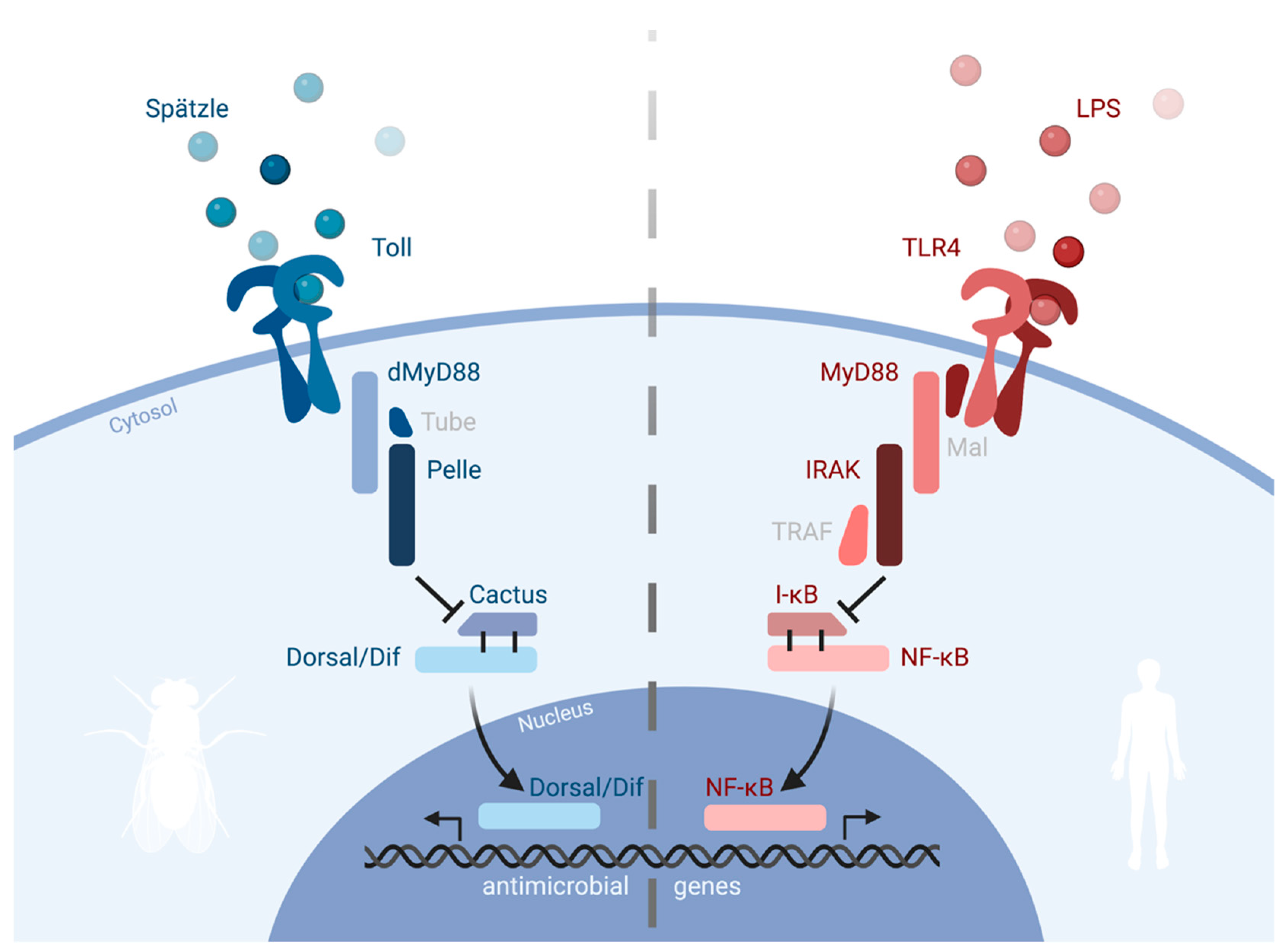 Cells Free Full Text Of Flies And Menthe Discovery Of Tlrs