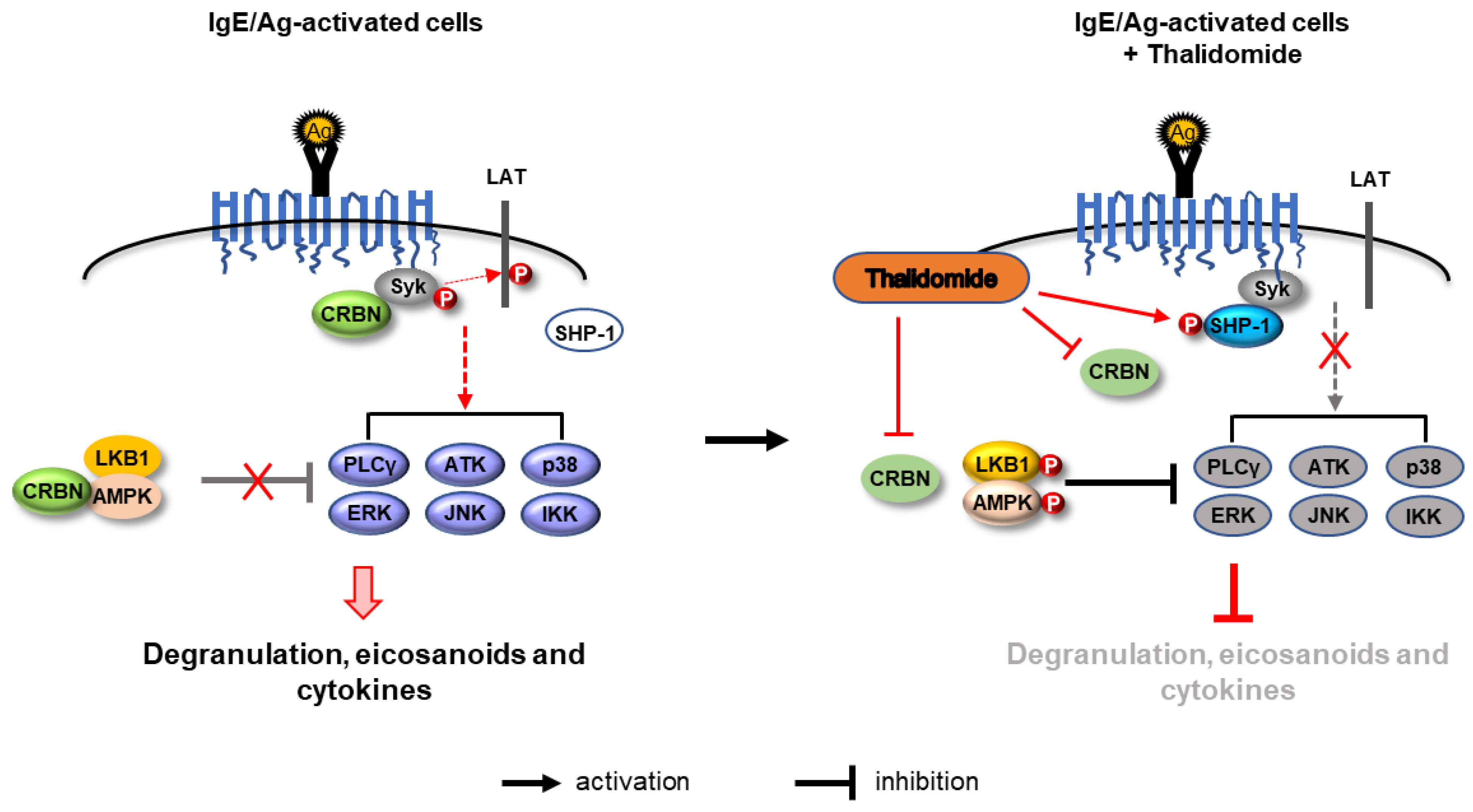 Cells Free Full Text Thalidomide Attenuates Mast Cell Activation By