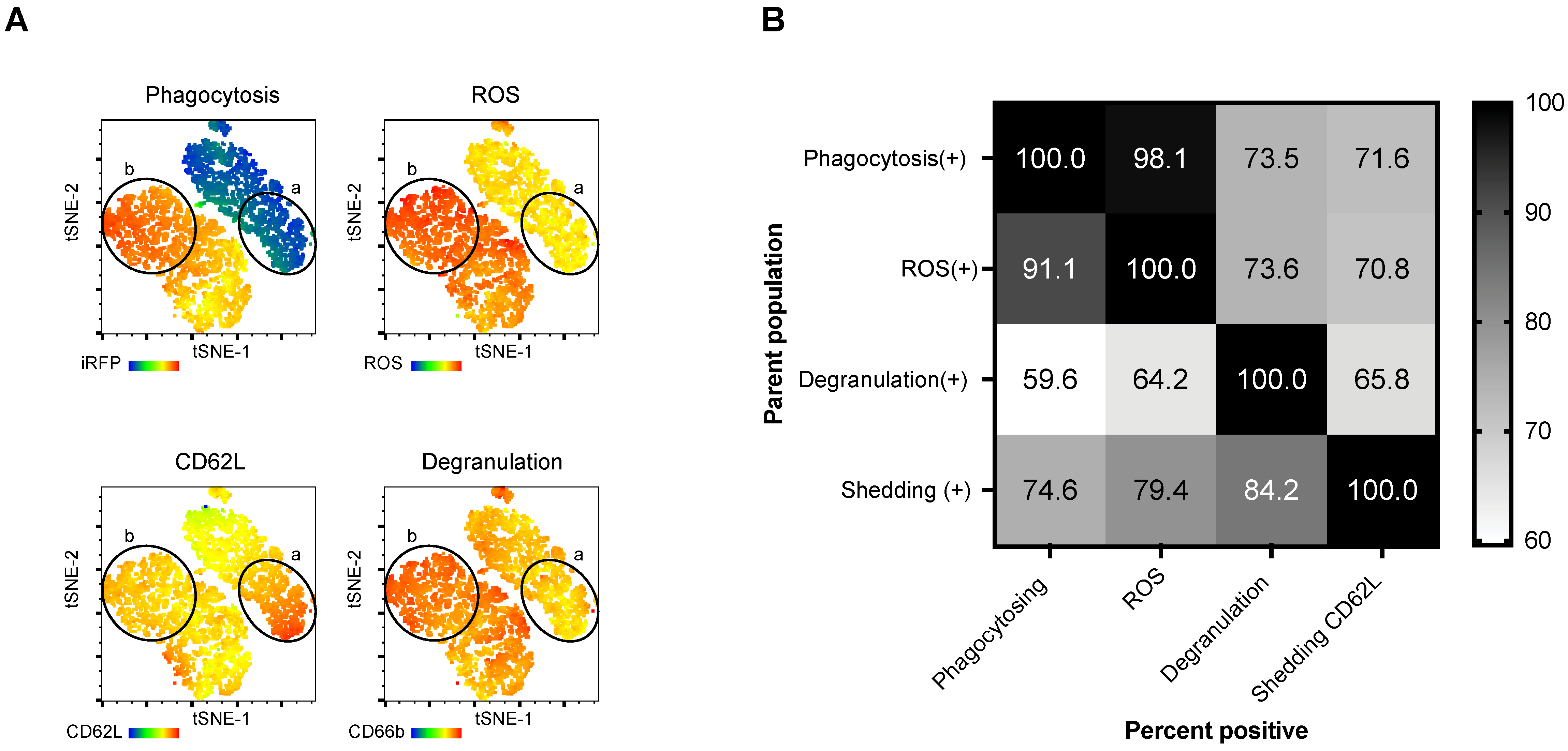 Cells Free Full Text Multiparametric Profiling Of Neutrophil