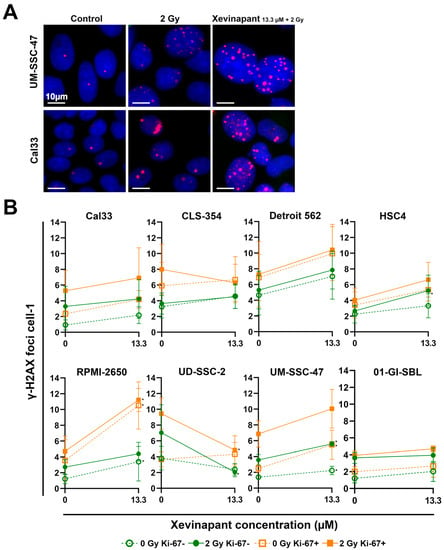 Cells Free Full Text The Effect Of Xevinapant Combined With