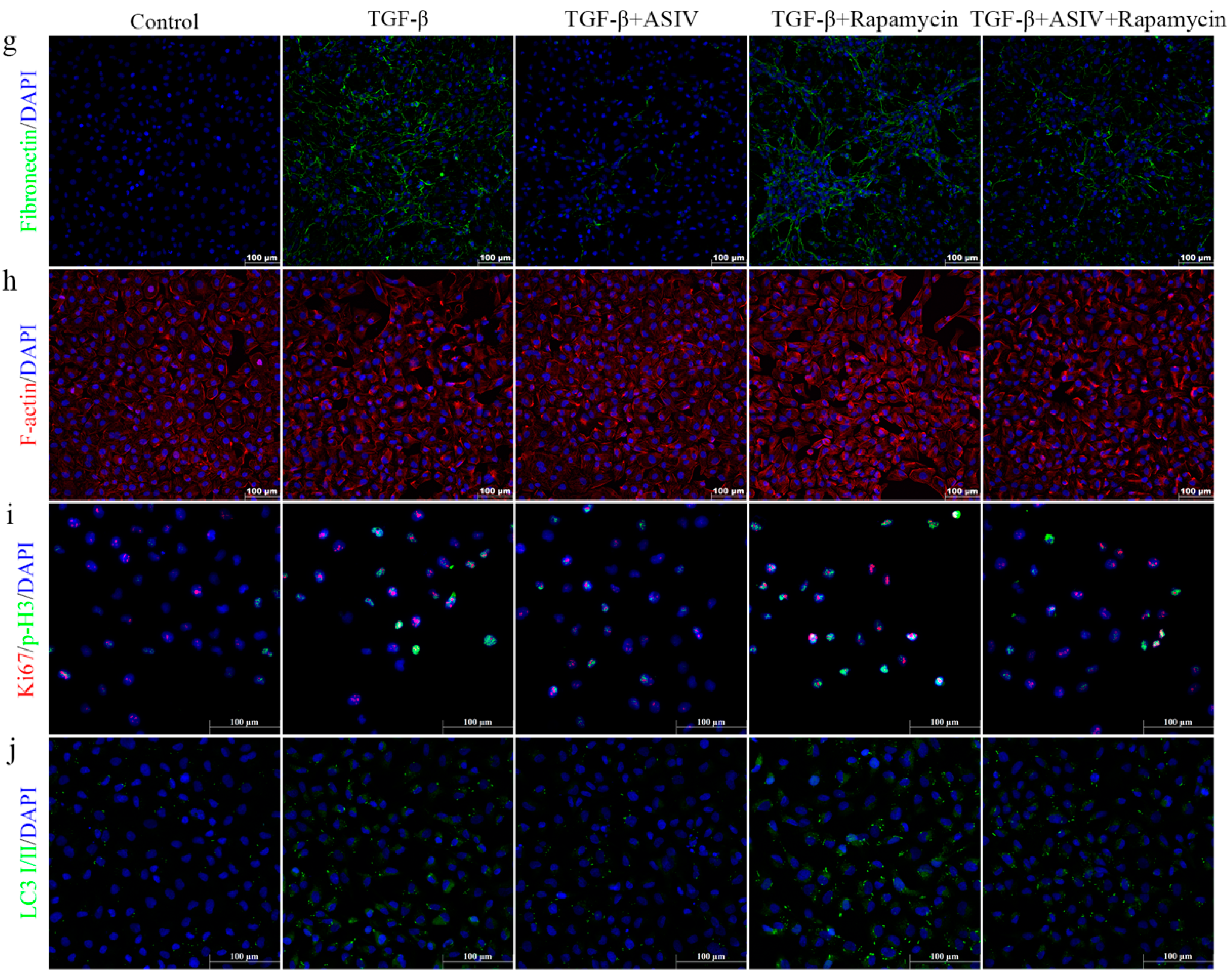 Cells 12 01777 g007b