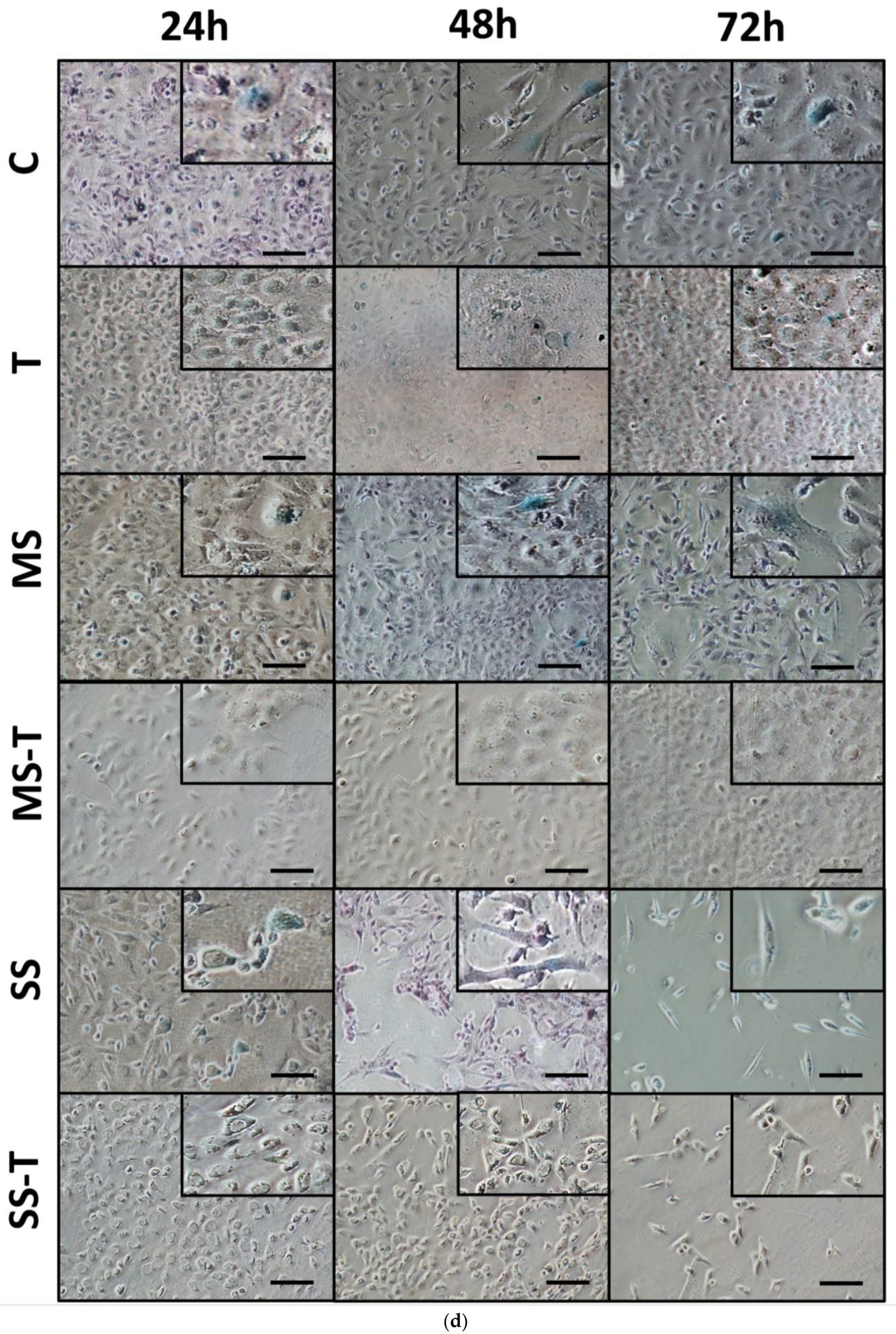 Cells 13 00282 g004b