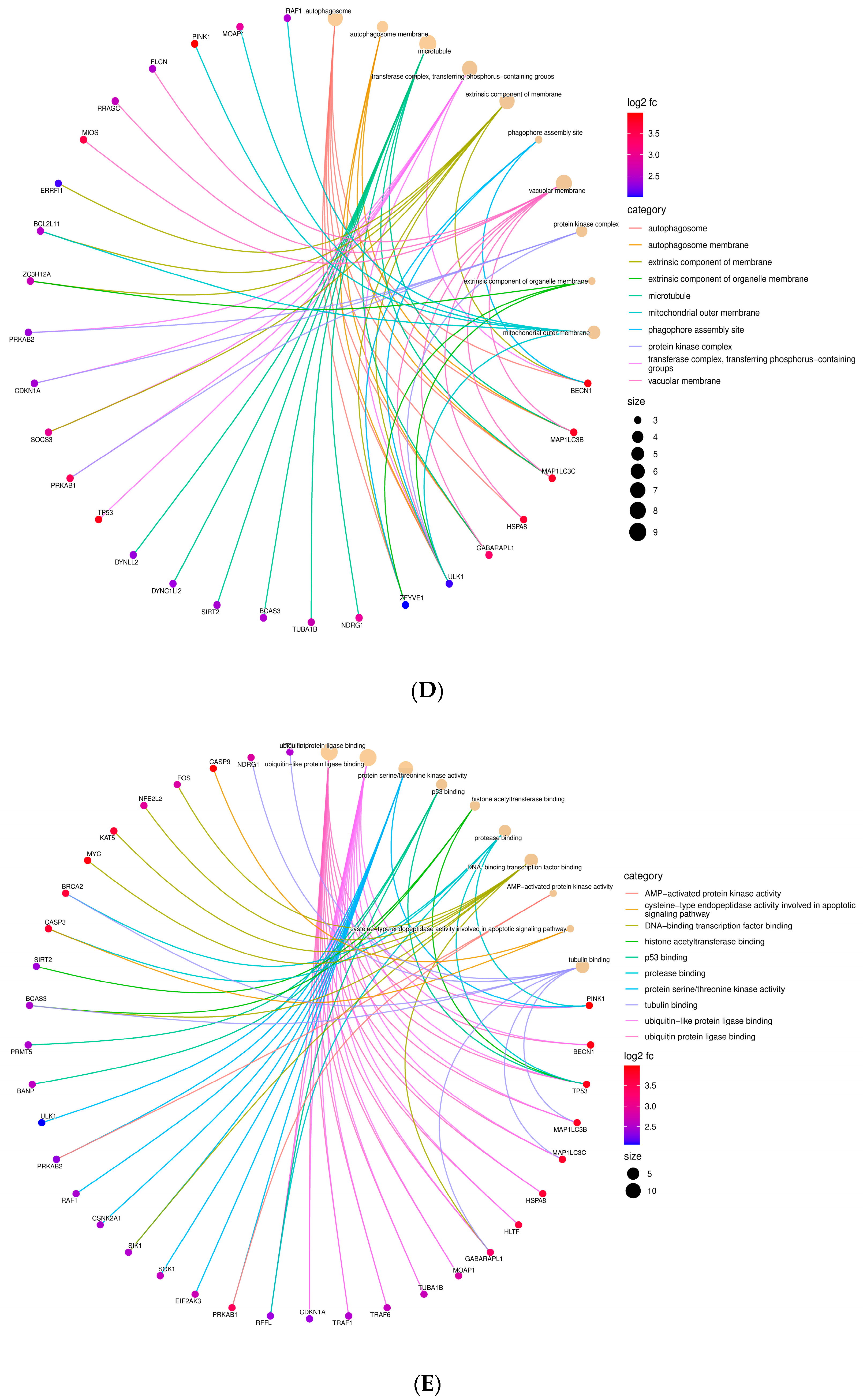 Cells 13 00471 g002c