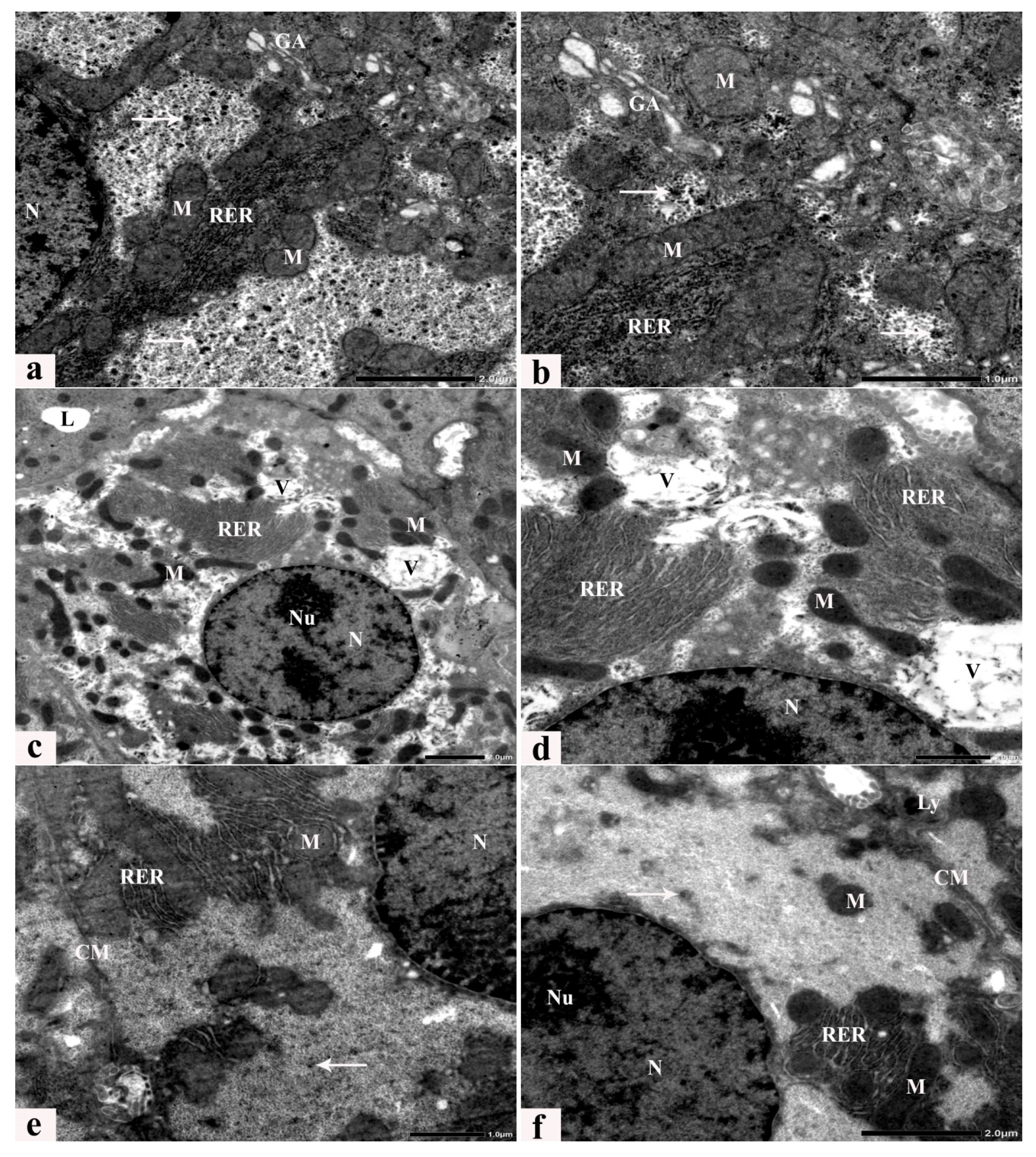 Cells 13 00732 g007a