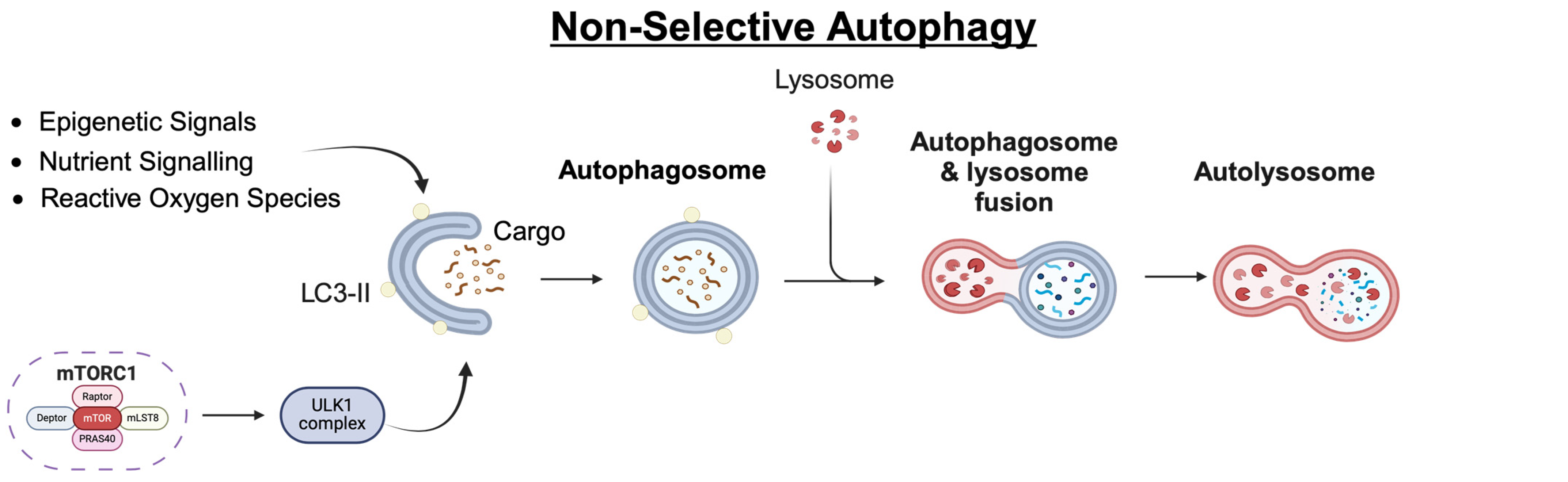 Cells 13 00825 g001a