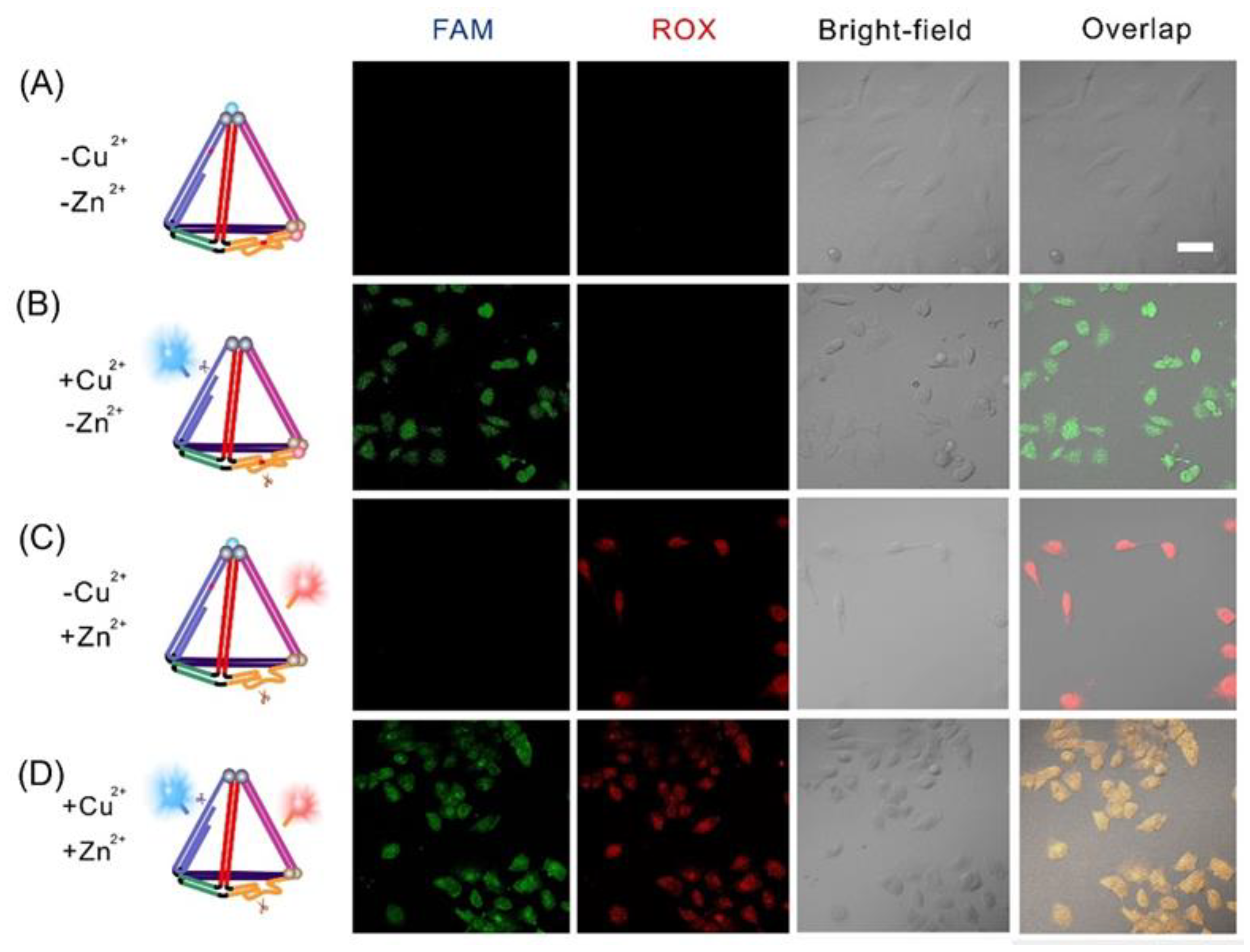 Chemosensors 11 00358 g005