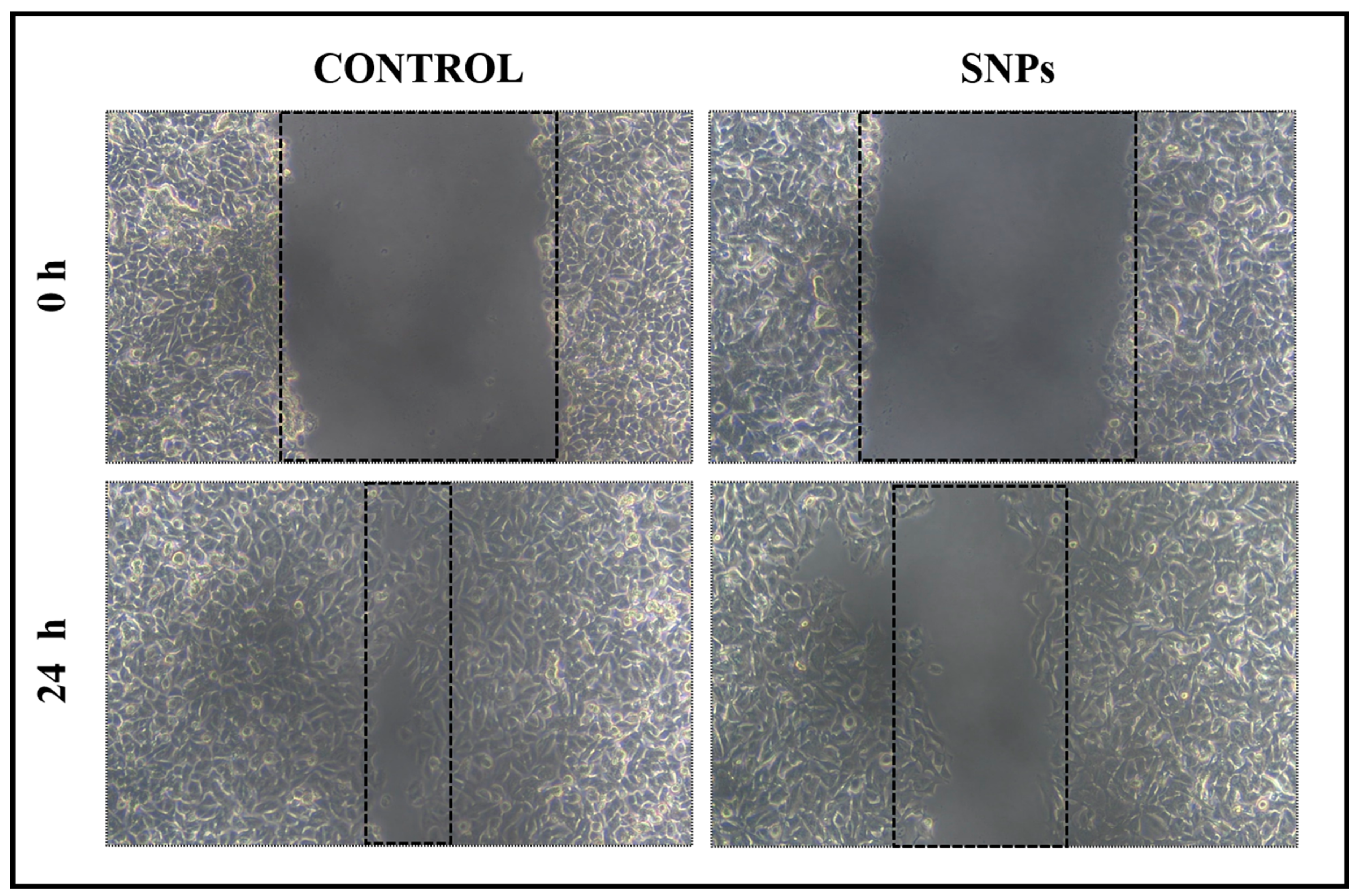 Chemosensors 11 00373 g012