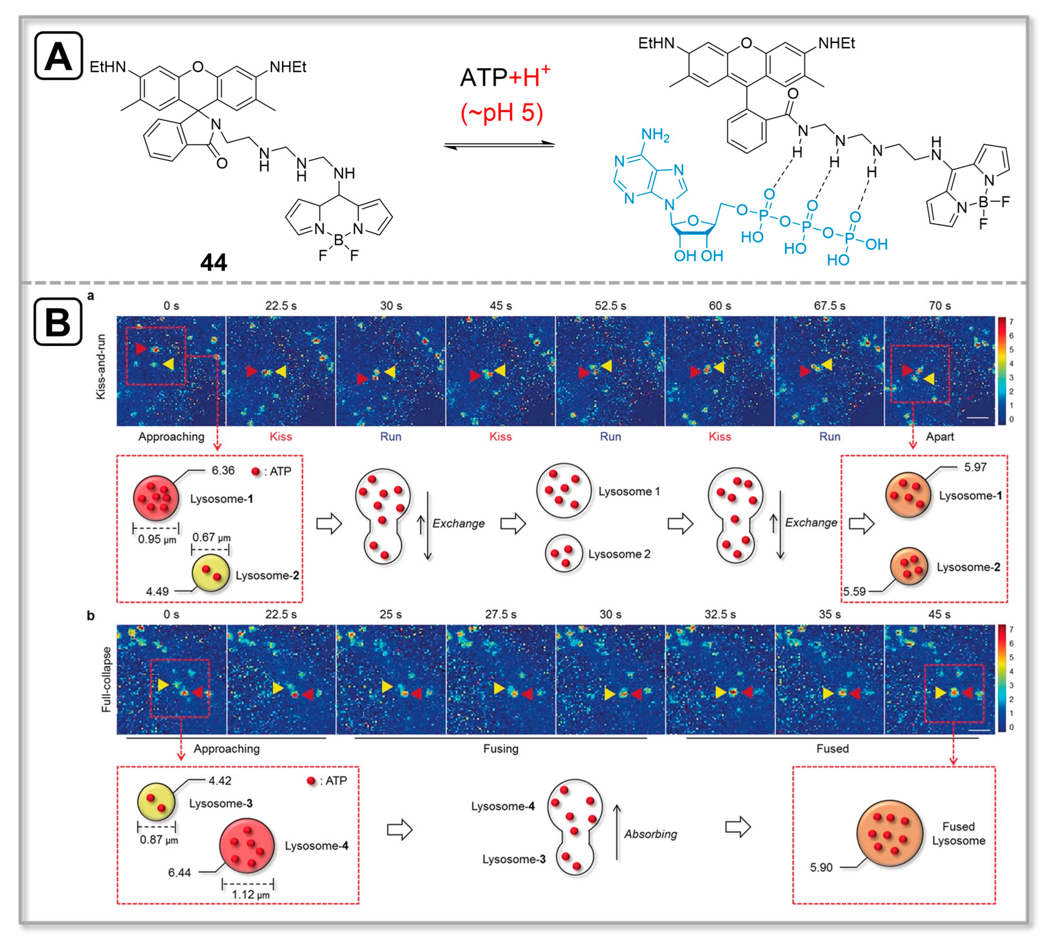 Chemosensors 11 00417 g013
