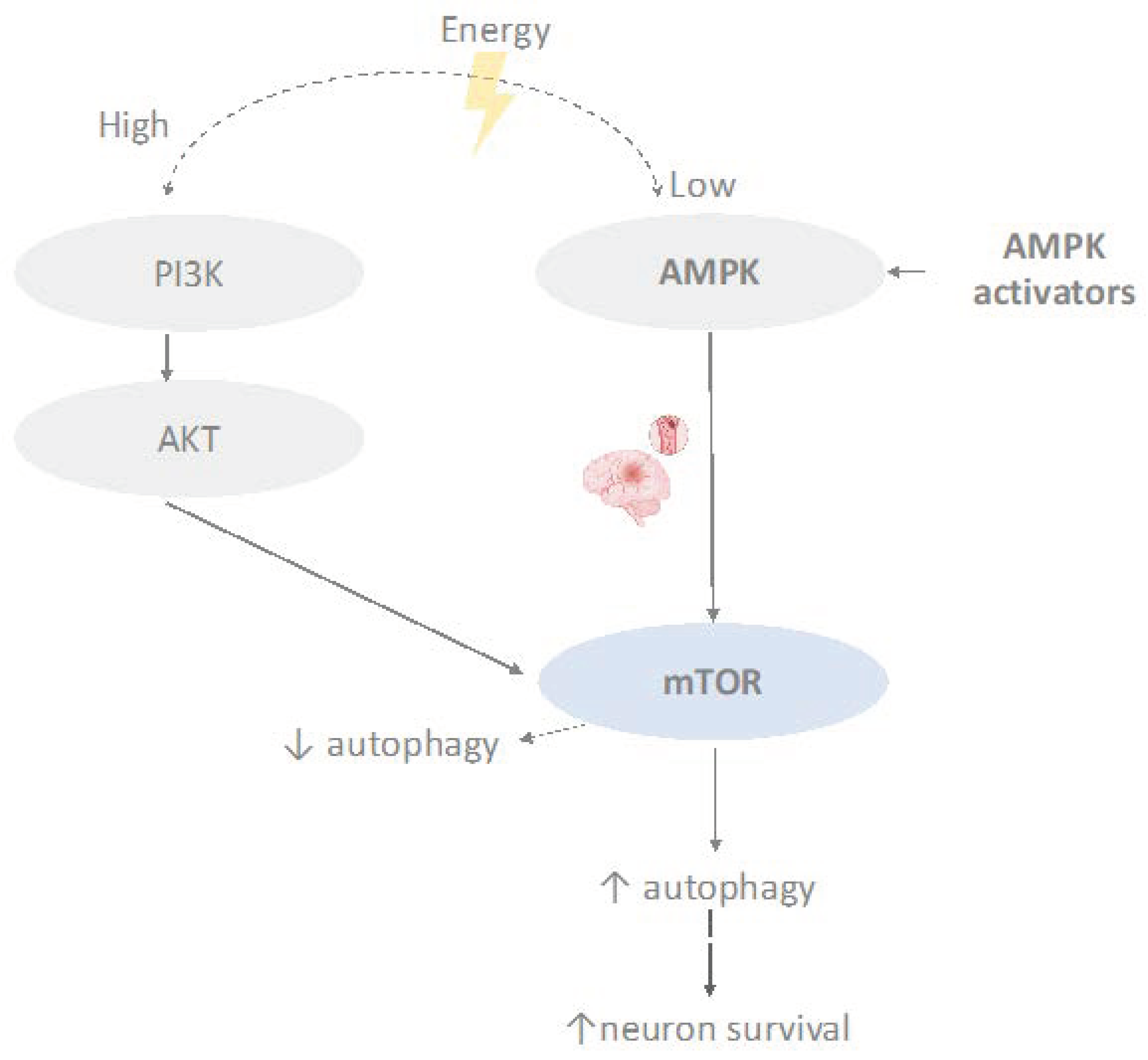 Cimb Free Full Text Rhoa Rock Mtor And Secretome Based Treatments